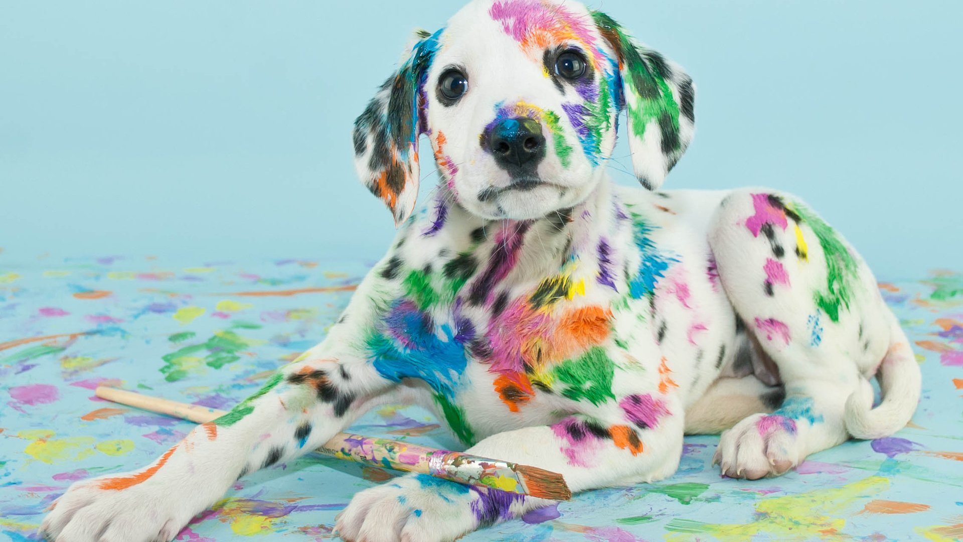Загрузить обои собака, краска, пятна, щенок, далматин, кисть, dog, paint, s...