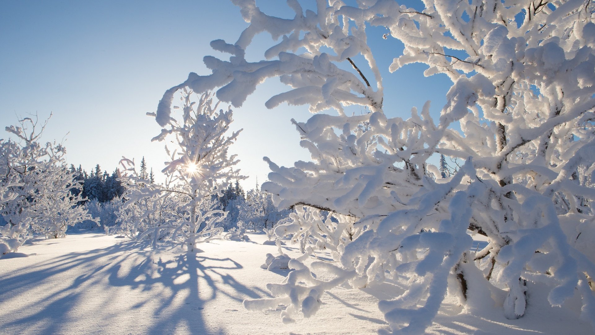Обои деревья, снег, зима, канада, какиса, северо-западные территории, trees, snow, winter, canada, kakisa, northwest territories разрешение 2880x1920 Загрузить