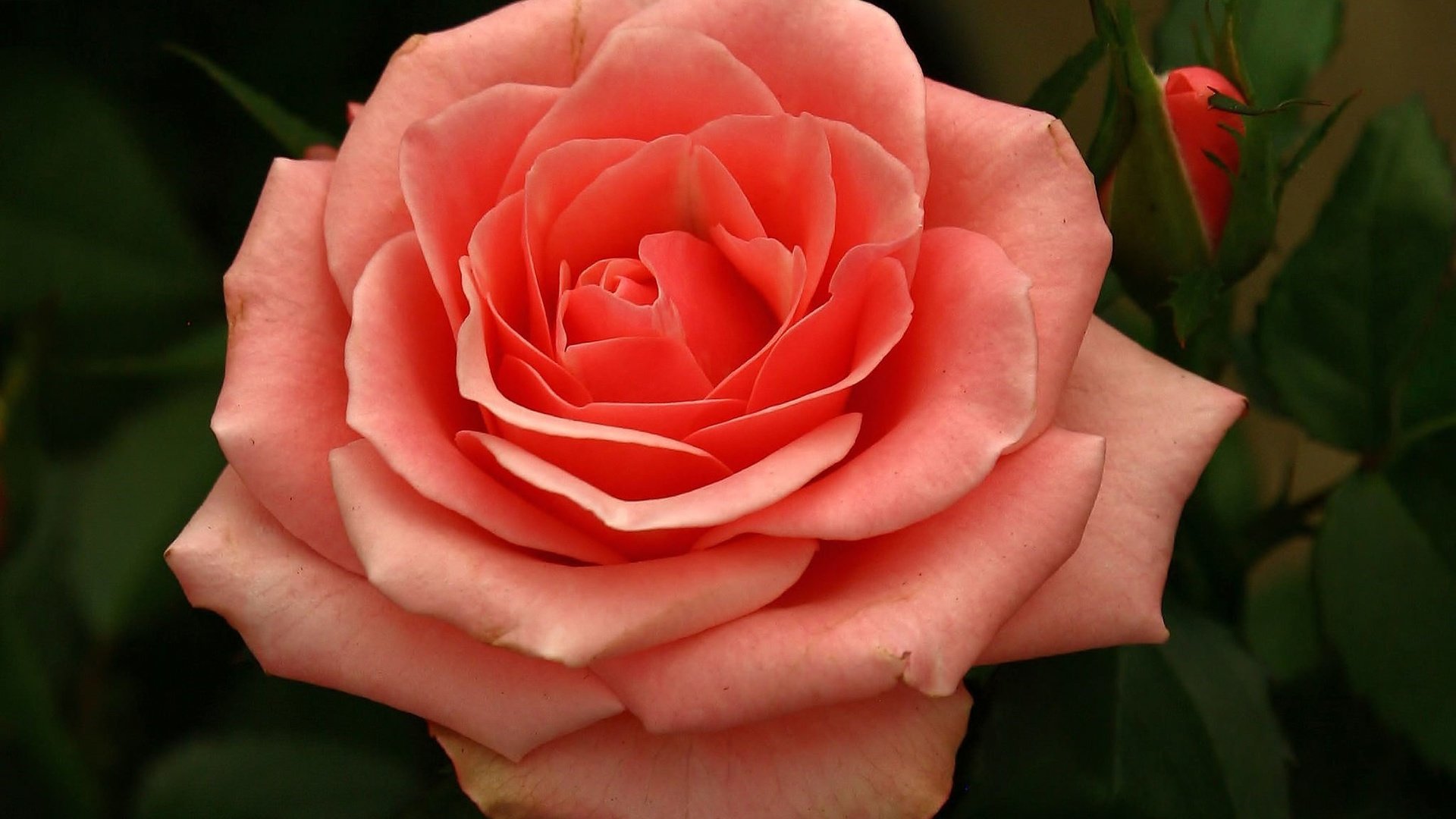 Обои цветок, роза, лепестки, бутон, flower, rose, petals, bud разрешение 2048x1886 Загрузить
