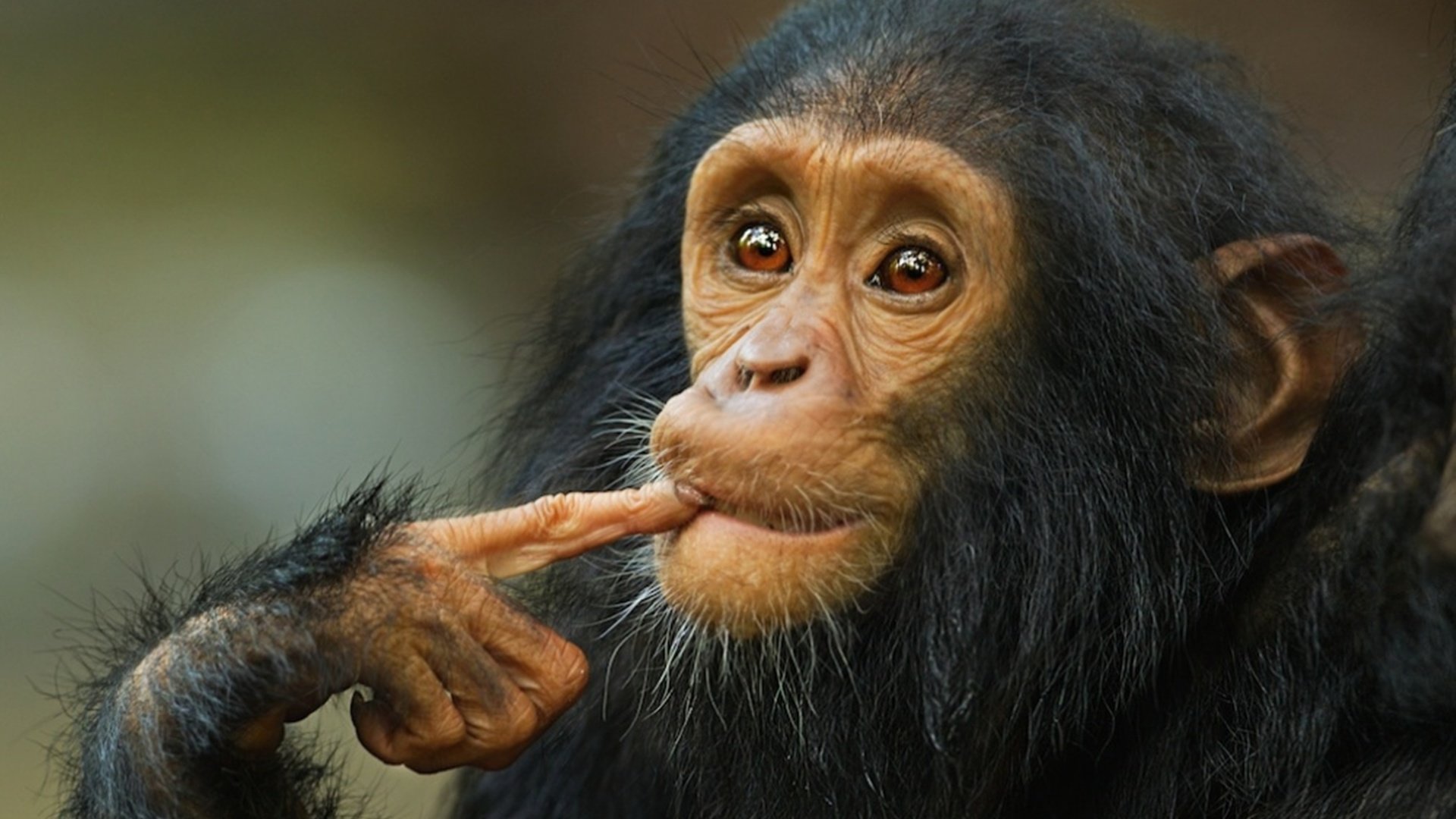 Обои животные, обезьянка, шимпанзе, мыслитель, animals, monkey, chimpanzees, thinker разрешение 3342x2500 Загрузить