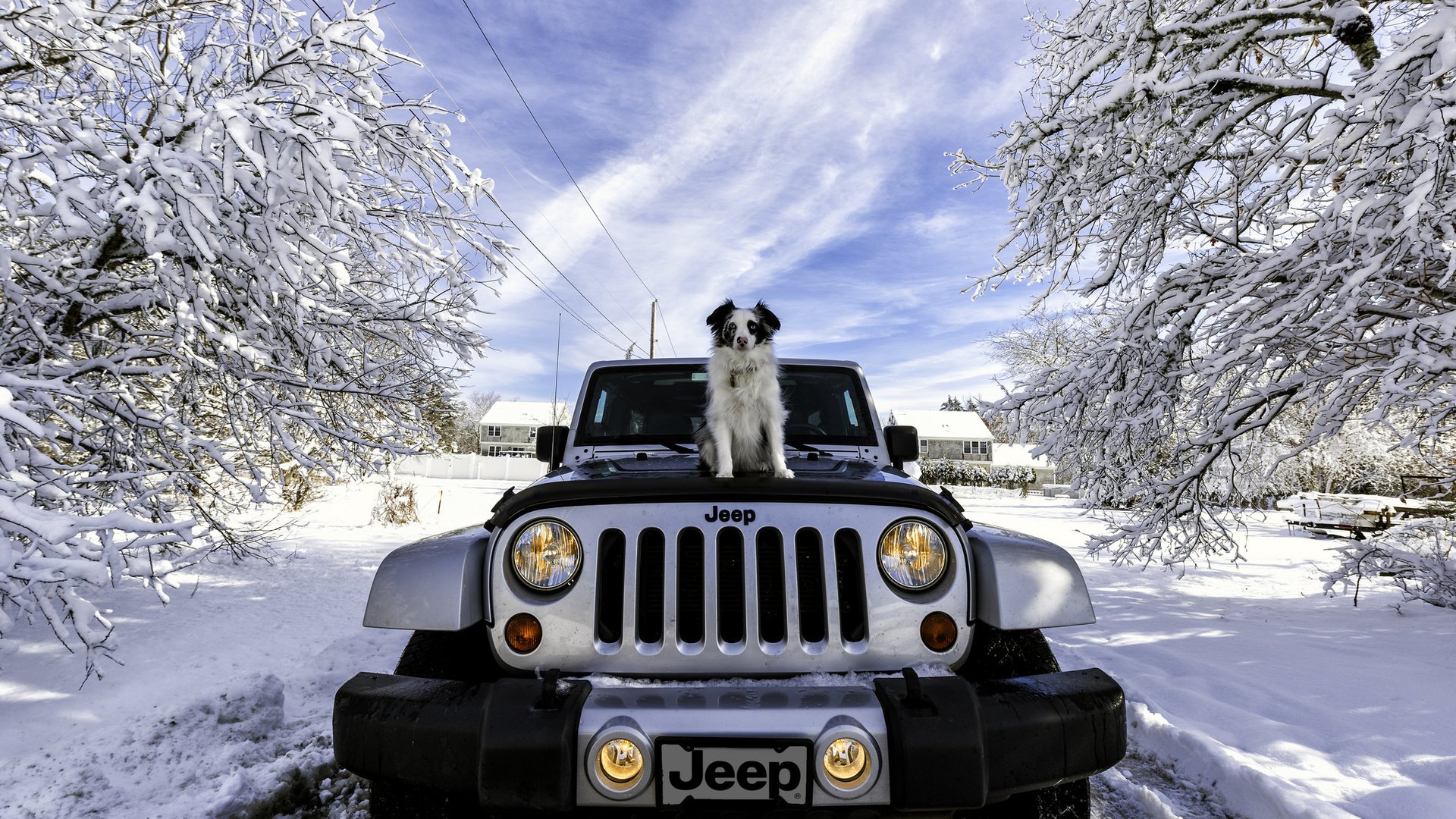 Обои снег, зима, машина, собака, джип, jeep wrangler, snow, winter, machine, dog, jeep разрешение 2048x1367 Загрузить