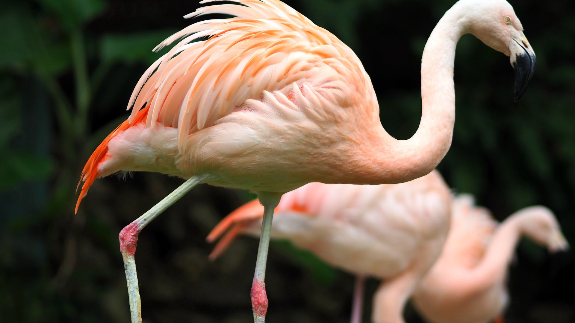 Обои фламинго, птицы, зоопарк, гаосюн, flamingo, birds, zoo, kaohsiung разрешение 5184x3240 Загрузить