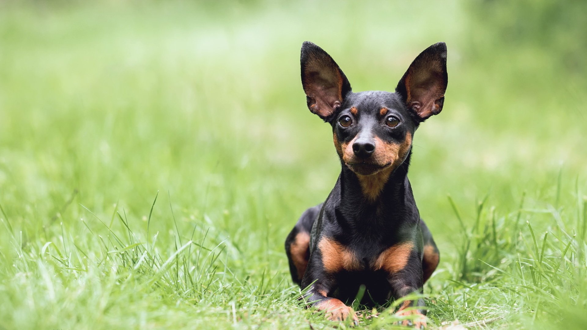 Обои трава, взгляд, собака, зеленая, уши, такса, those ears, mira sinisalo, grass, look, dog, green, ears, dachshund разрешение 2042x1102 Загрузить
