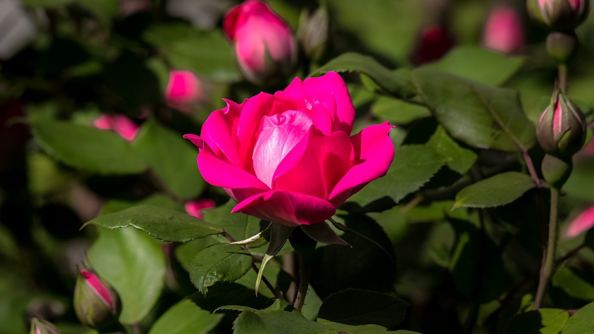 Обои цветы, бутоны, роза, куст, тёмно-розовая, flowers, buds, rose, bush, dark pink разрешение 1996x1350 Загрузить