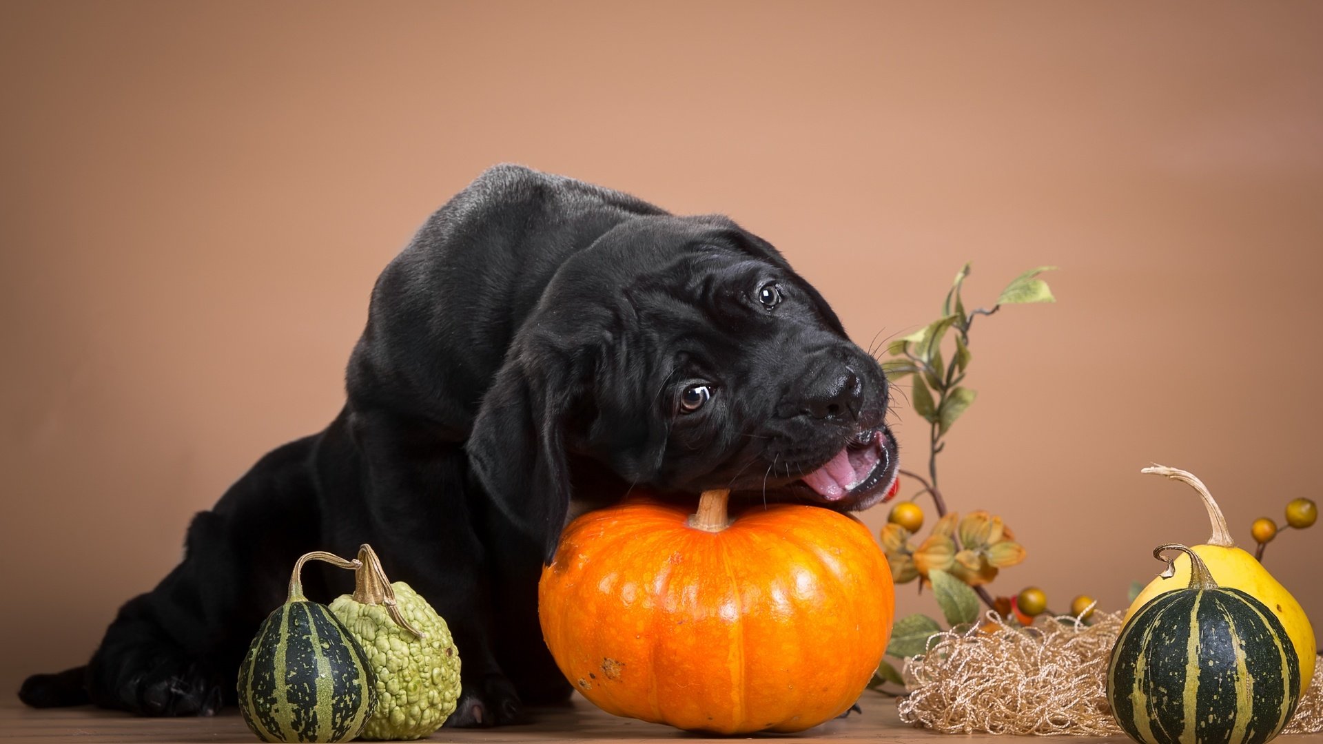 Обои черный, щенок, тыква, кане-корсо, шалун, грызет, black, puppy, pumpkin, cane corso, naughty, nibbles разрешение 3600x2236 Загрузить