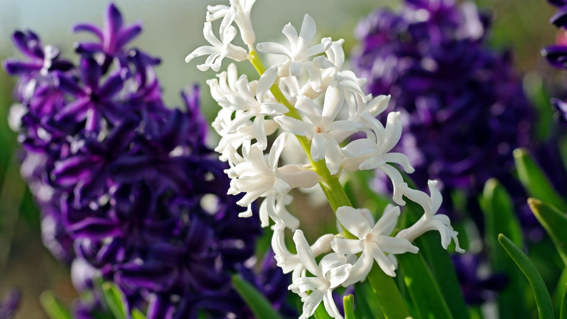 Обои цветы, макро, фиолетовый, белый, гиацинт, flowers, macro, purple, white, hyacinth разрешение 2232x1484 Загрузить