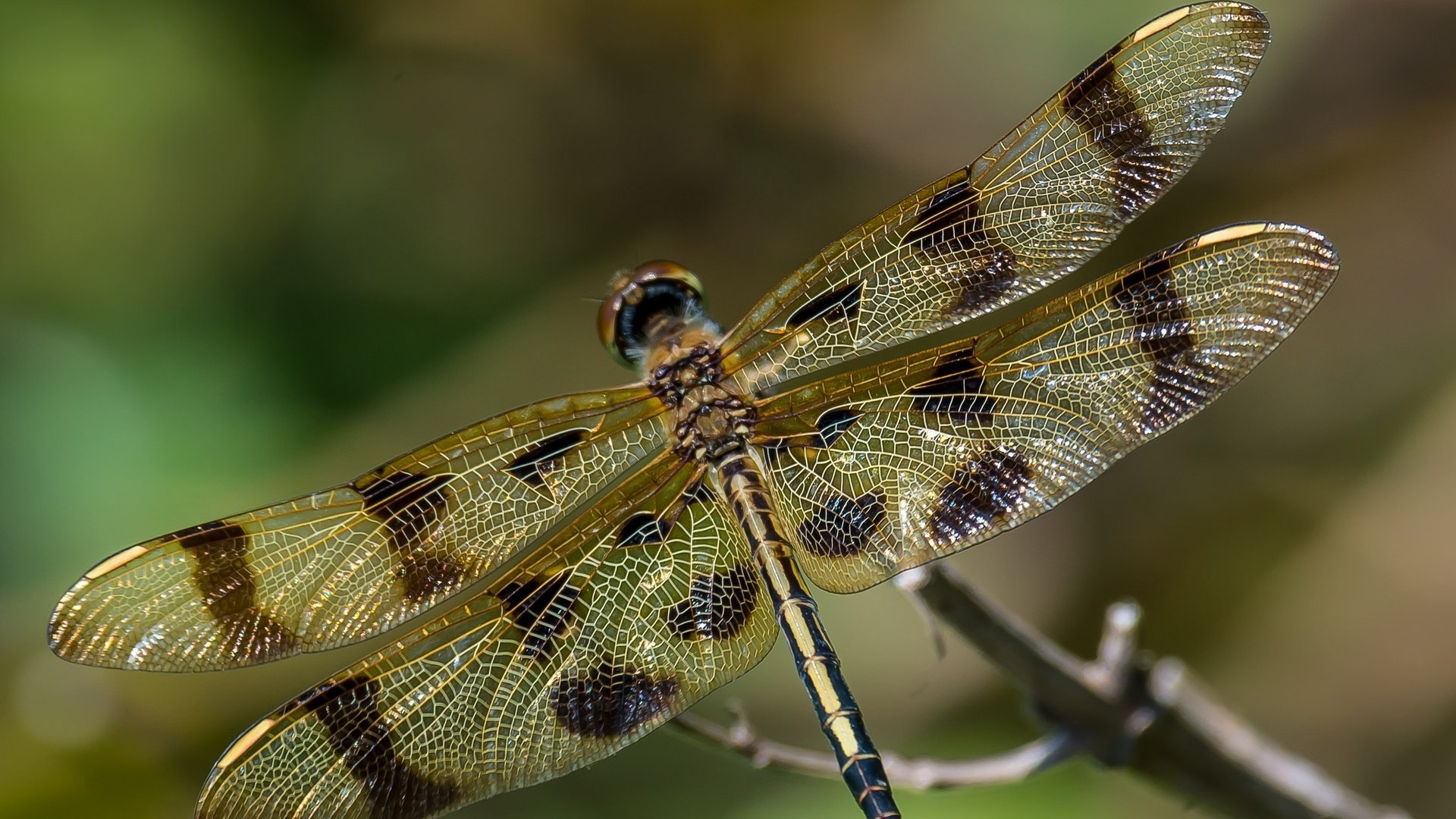 Обои макро, насекомое, крылья, стрекоза, macro, insect, wings, dragonfly разрешение 2048x1336 Загрузить