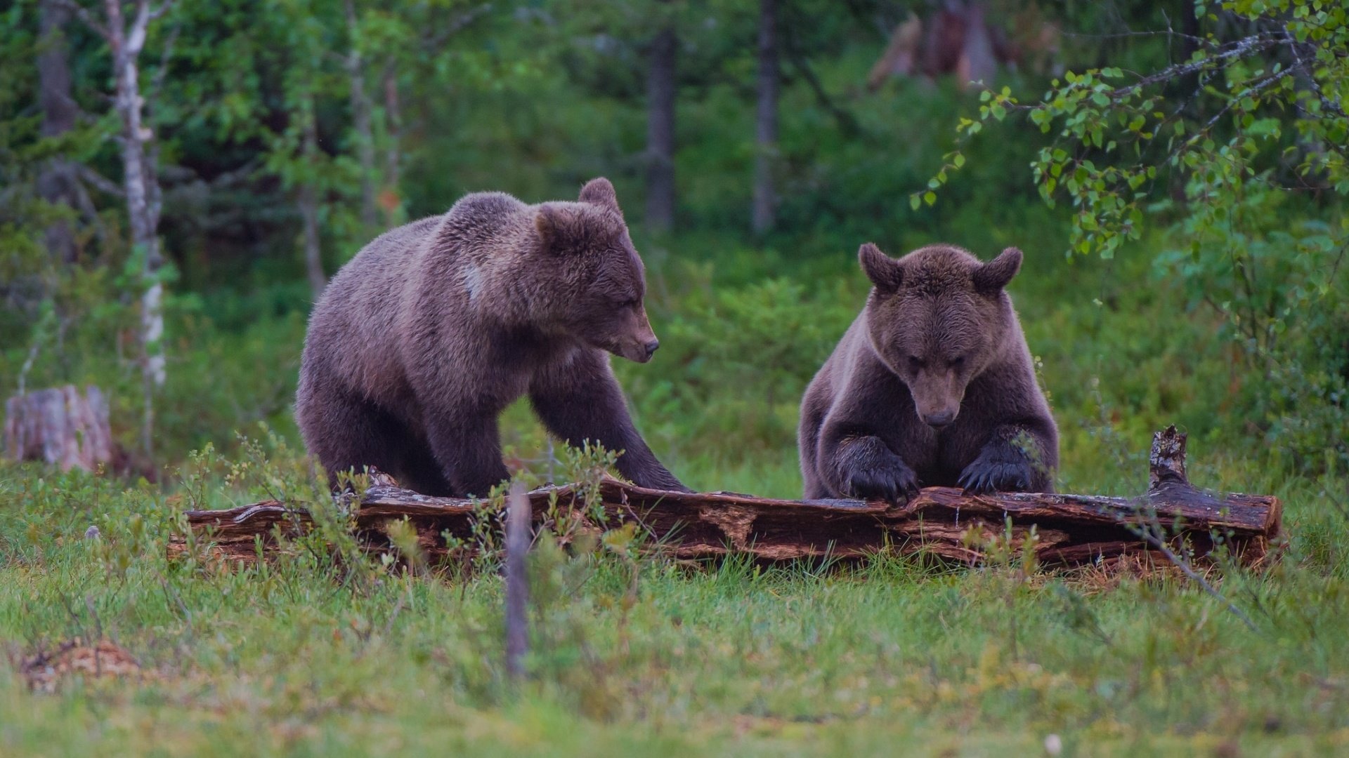 Обои лес, медведь, пара, бревно, бурый, forest, bear, pair, log, brown разрешение 1920x1228 Загрузить