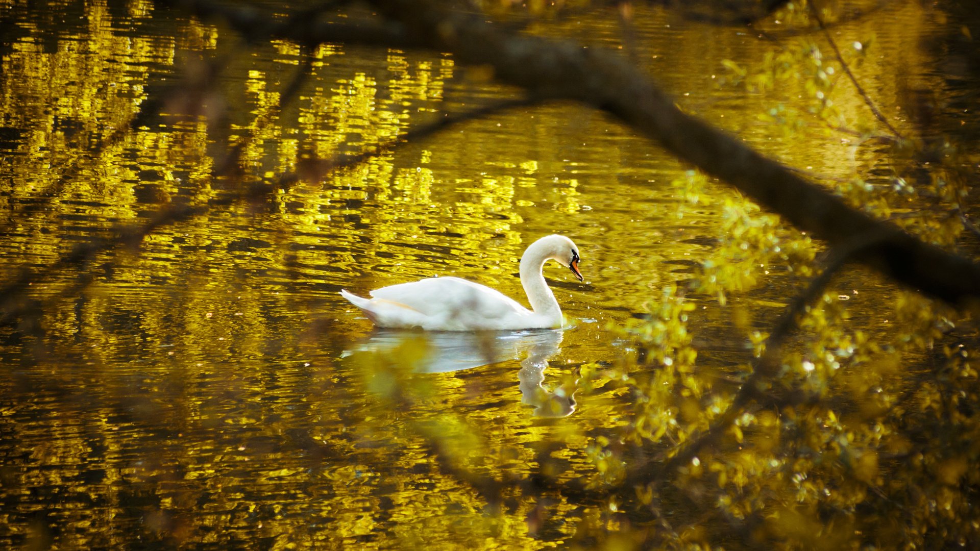 Обои озеро, природа, отражение, птица, лебедь, белый лебедь, лебедь-шипун, lake, nature, reflection, bird, swan, white swan разрешение 2874x1916 Загрузить