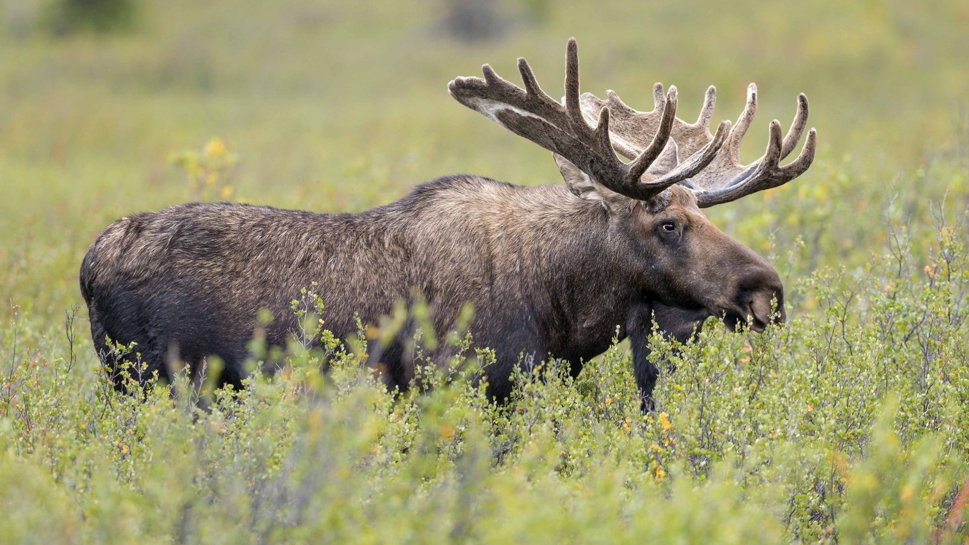 Обои трава, рога, лось, сохатый, grass, horns, moose, elk разрешение 2000x1192 Загрузить