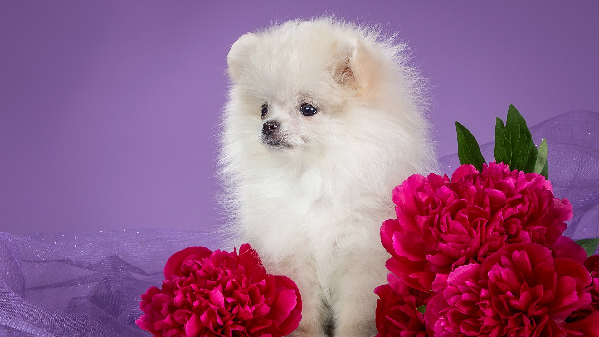 Обои белый, щенок, пионы, шпиц, white, puppy, peonies, spitz разрешение 3000x1875 Загрузить