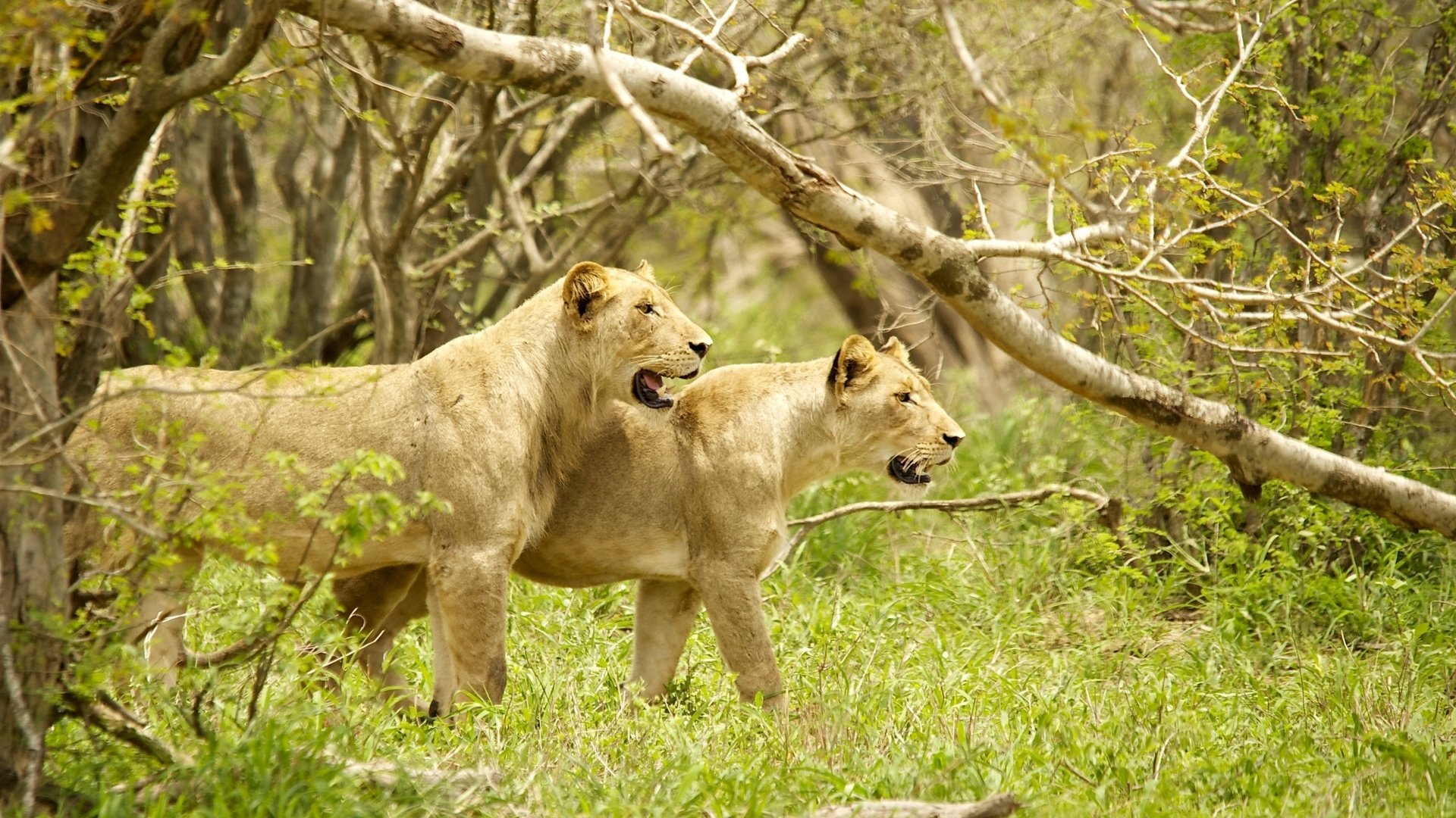 Обои деревья, львы, хищники, охота, львица, сила, грация, trees, lions, predators, hunting, lioness, power, grace разрешение 2400x1521 Загрузить