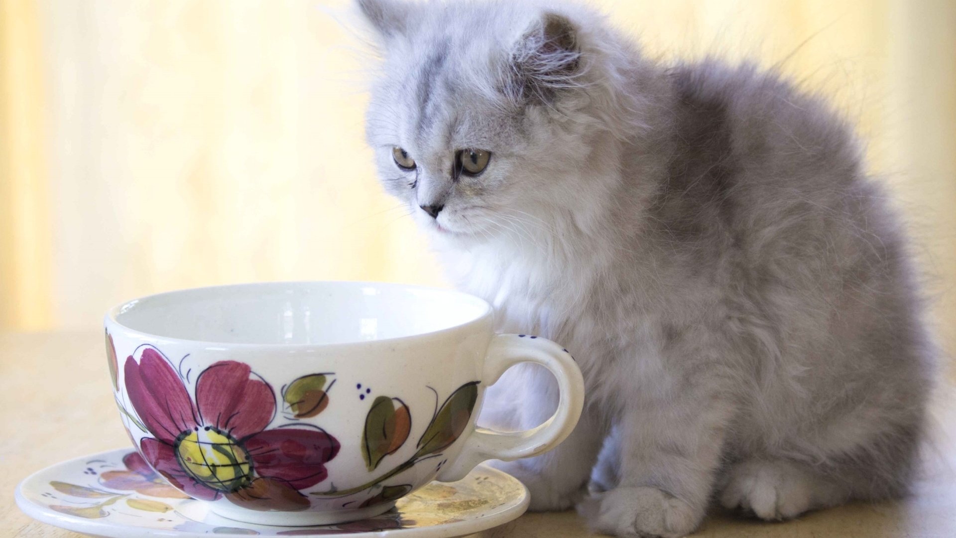 Обои кошка, котенок, пушистый, чашка, cat, kitty, fluffy, cup разрешение 1920x1215 Загрузить