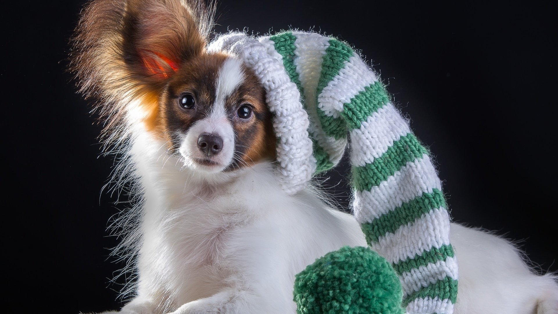 Обои шапка, порода, папильон, hat, breed, papillon разрешение 3278x2279 Загрузить