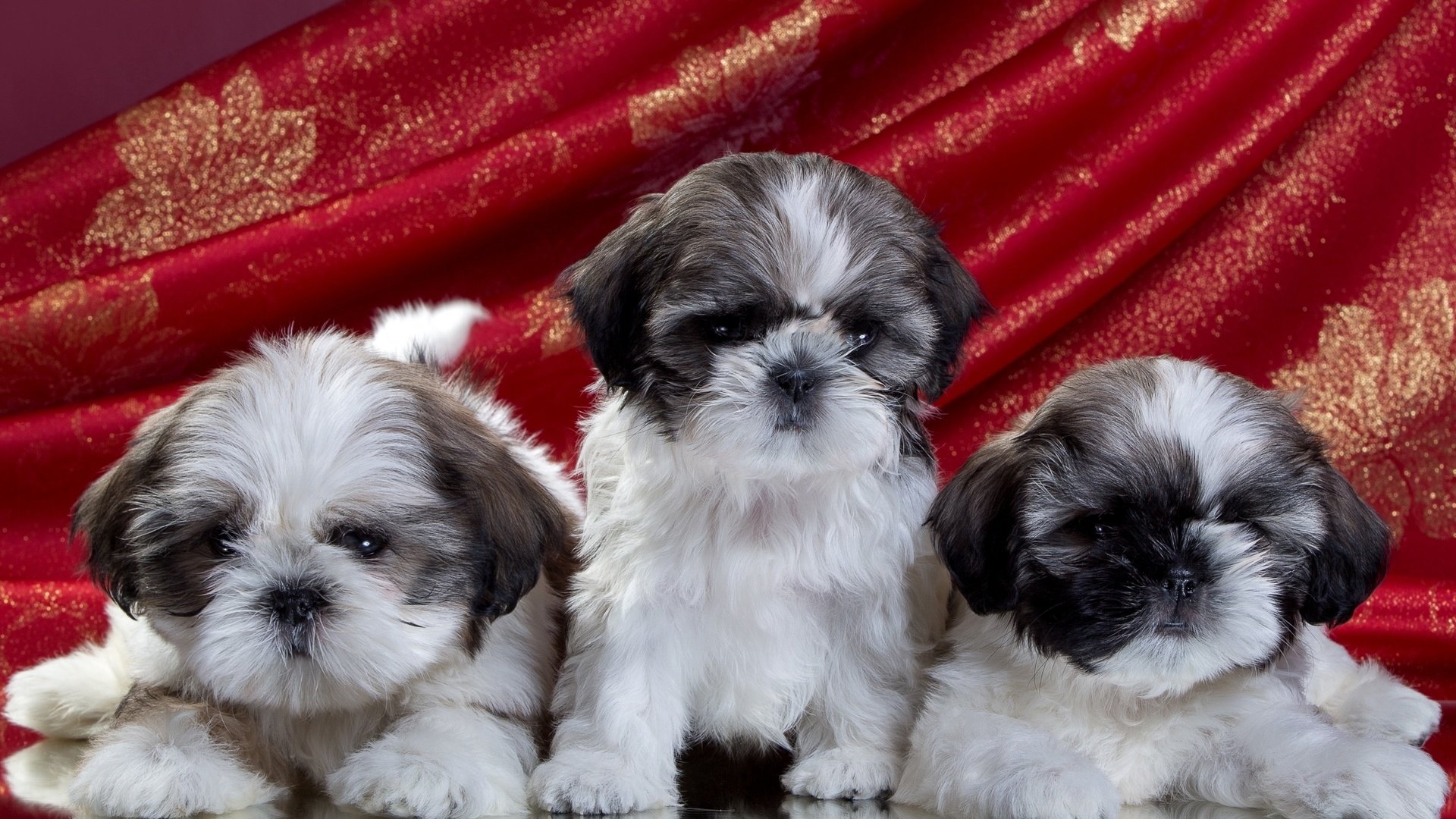 Обои щенки, трио, ши-тцу, puppies, trio, shih tzu разрешение 2100x1280 Загрузить