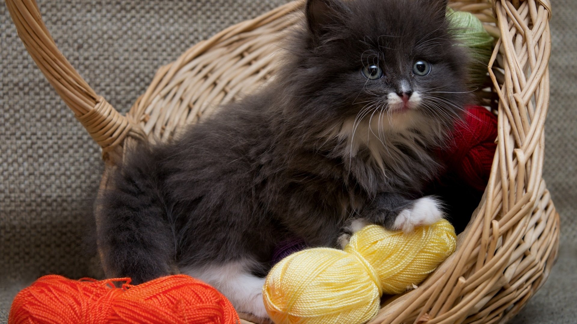 Обои кошка, котенок, пушистый, корзина, нитки, cat, kitty, fluffy, basket, thread разрешение 1920x1255 Загрузить