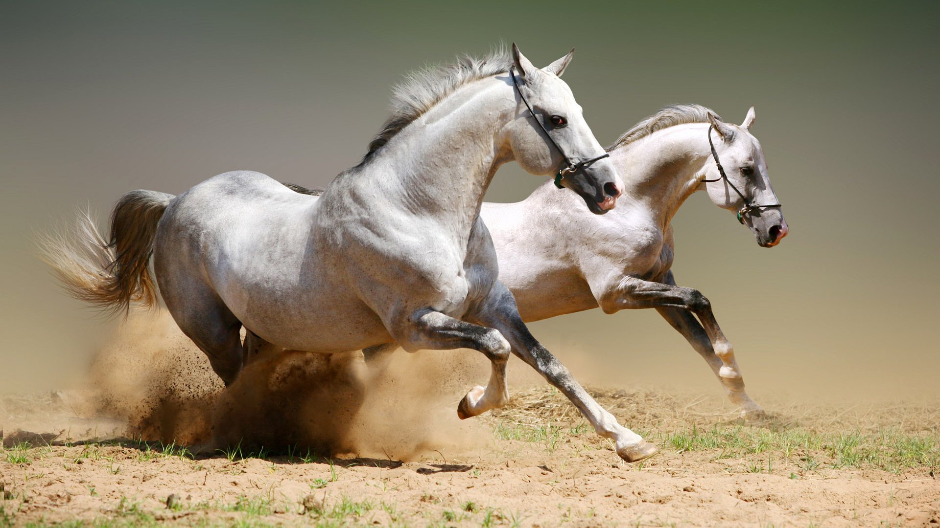 Обои пара, лошади, кони, пыль, грива, бег, копыта, белые лошади, pair, horse, horses, dust, mane, running, hooves, white horse разрешение 1920x1200 Загрузить