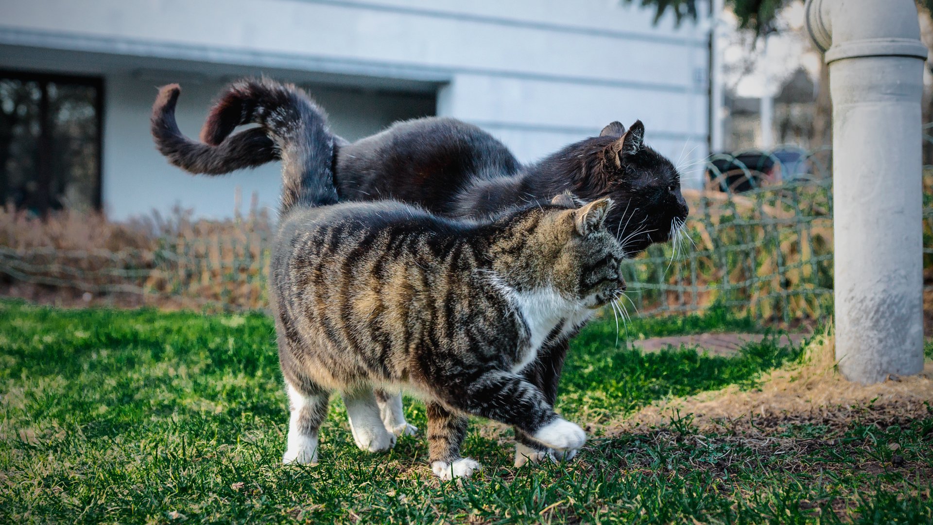 Обои парк, лето, кошки, сладкая парочка, park, summer, cats, sweet couple разрешение 1920x1280 Загрузить