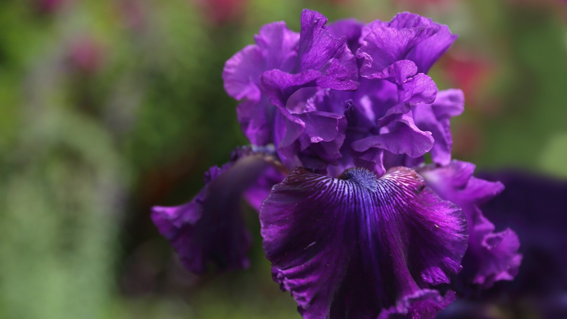 Обои макро, цветок, фиолетовый, ирис, macro, flower, purple, iris разрешение 3000x2000 Загрузить