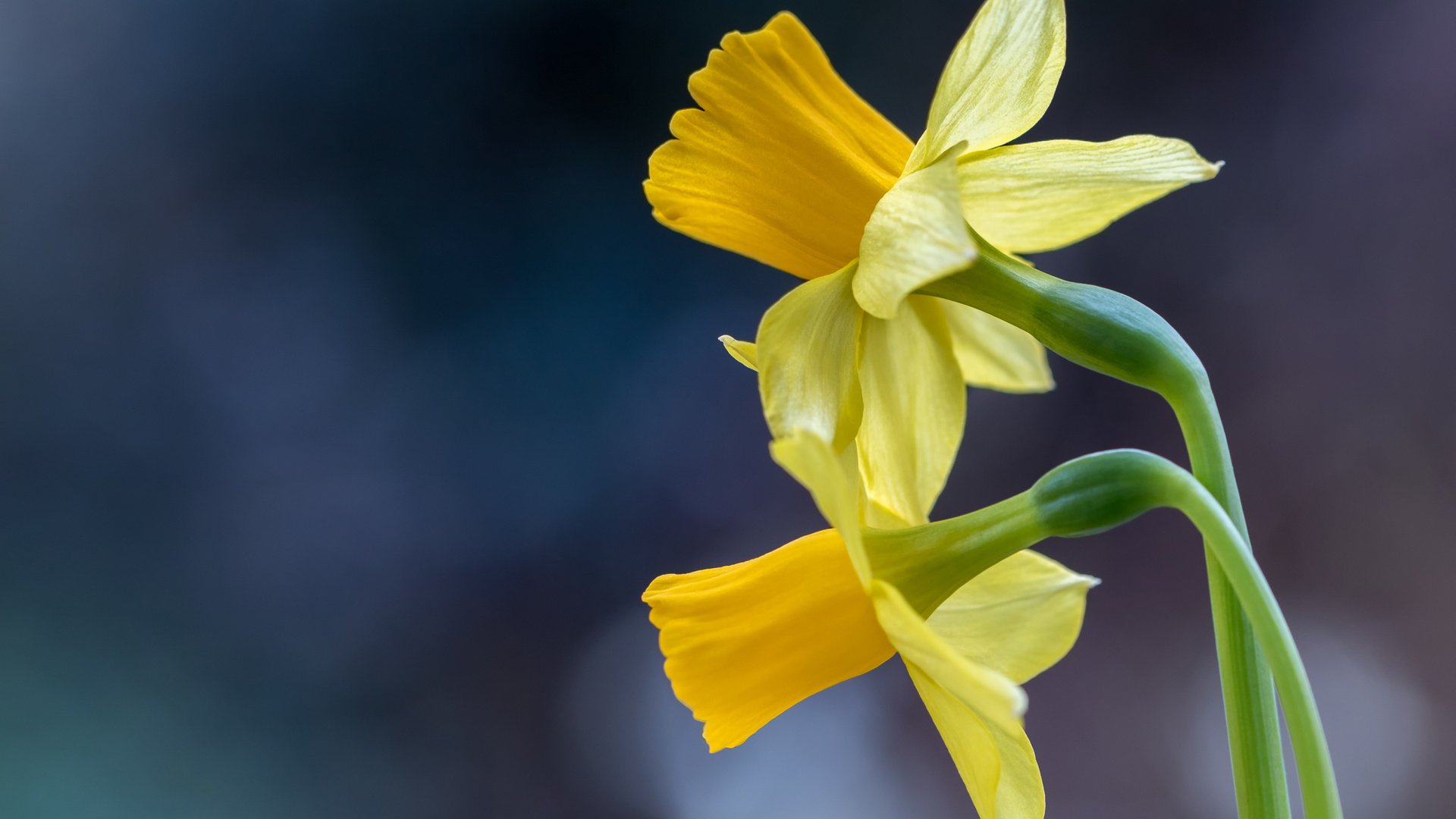 Обои макро, фон, нарциссы, дуэт, macro, background, daffodils, duo разрешение 2048x1365 Загрузить