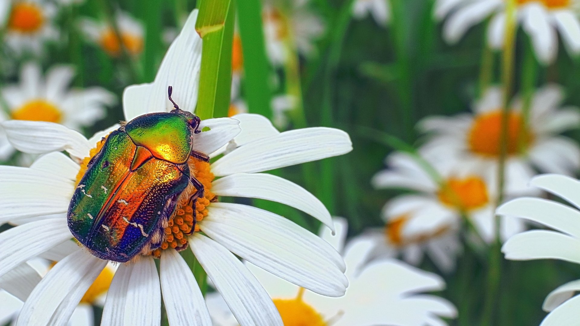 Обои цветы, жук, макро, насекомое, ромашки, бронзовка золотистая, flowers, beetle, macro, insect, chamomile, brantovka golden разрешение 2048x1152 Загрузить