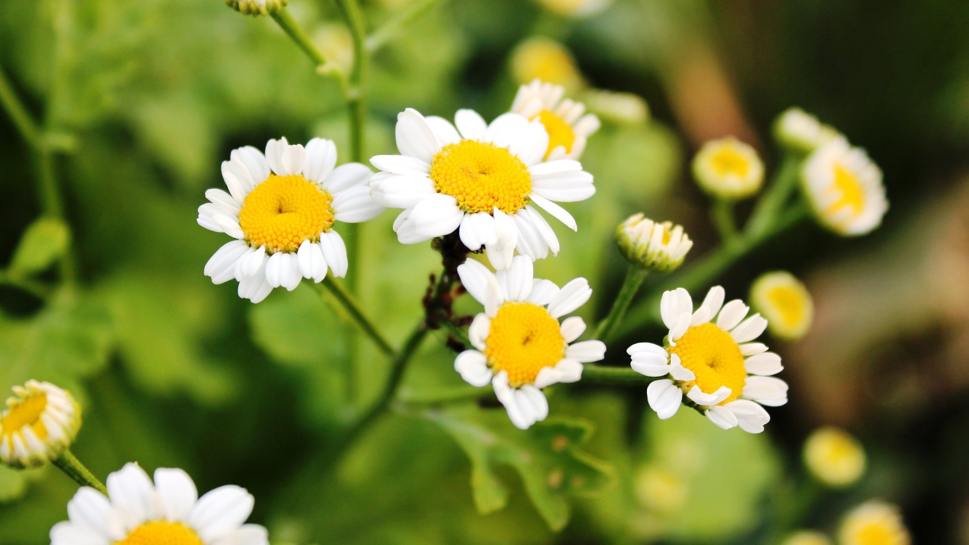 Обои цветы, зелень, лето, ромашки, flowers, greens, summer, chamomile разрешение 4272x2848 Загрузить