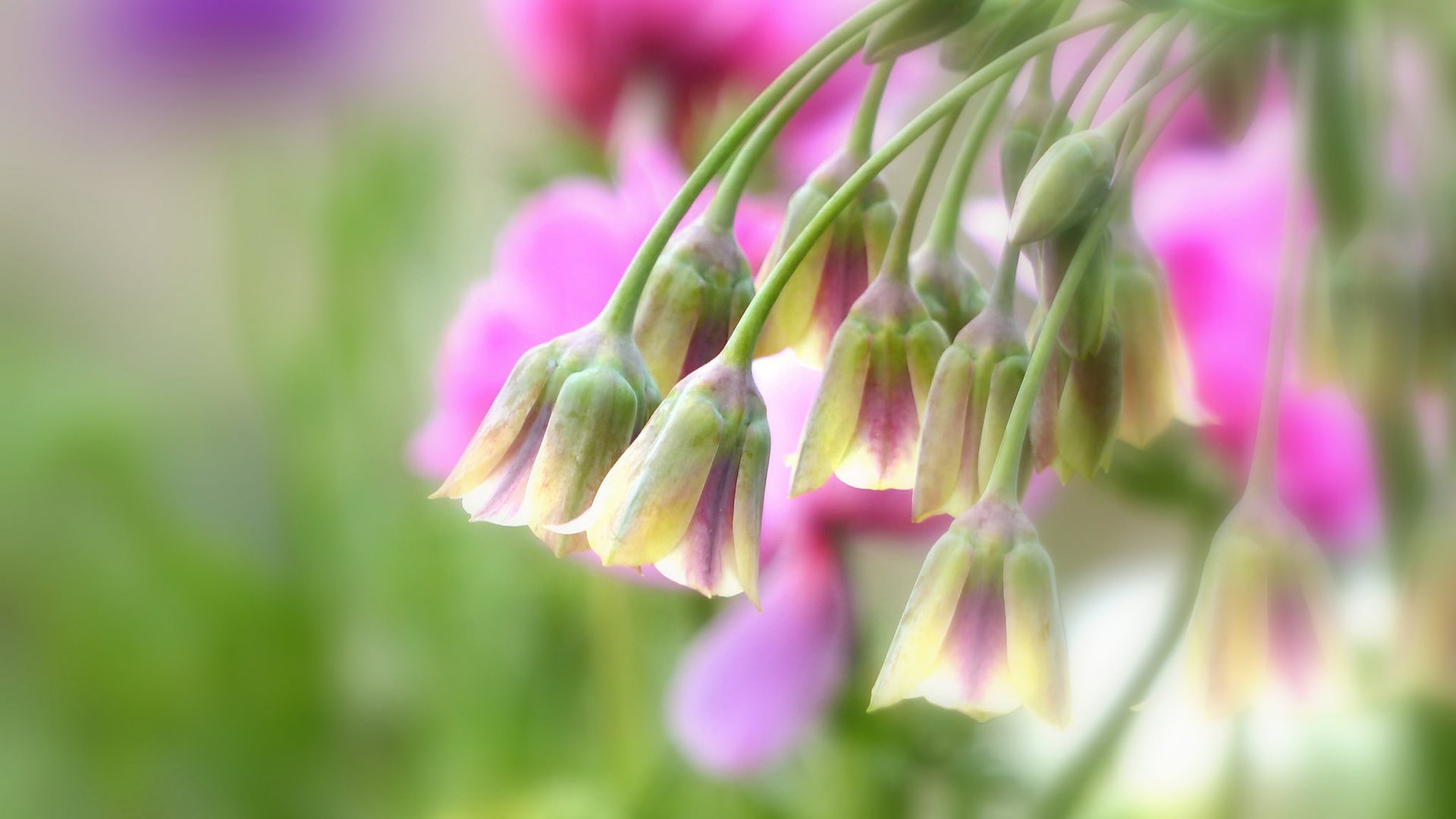 Обои макро, цветки, боке, нектароскордум, macro, flowers, bokeh, nectaroscordum разрешение 2048x1536 Загрузить