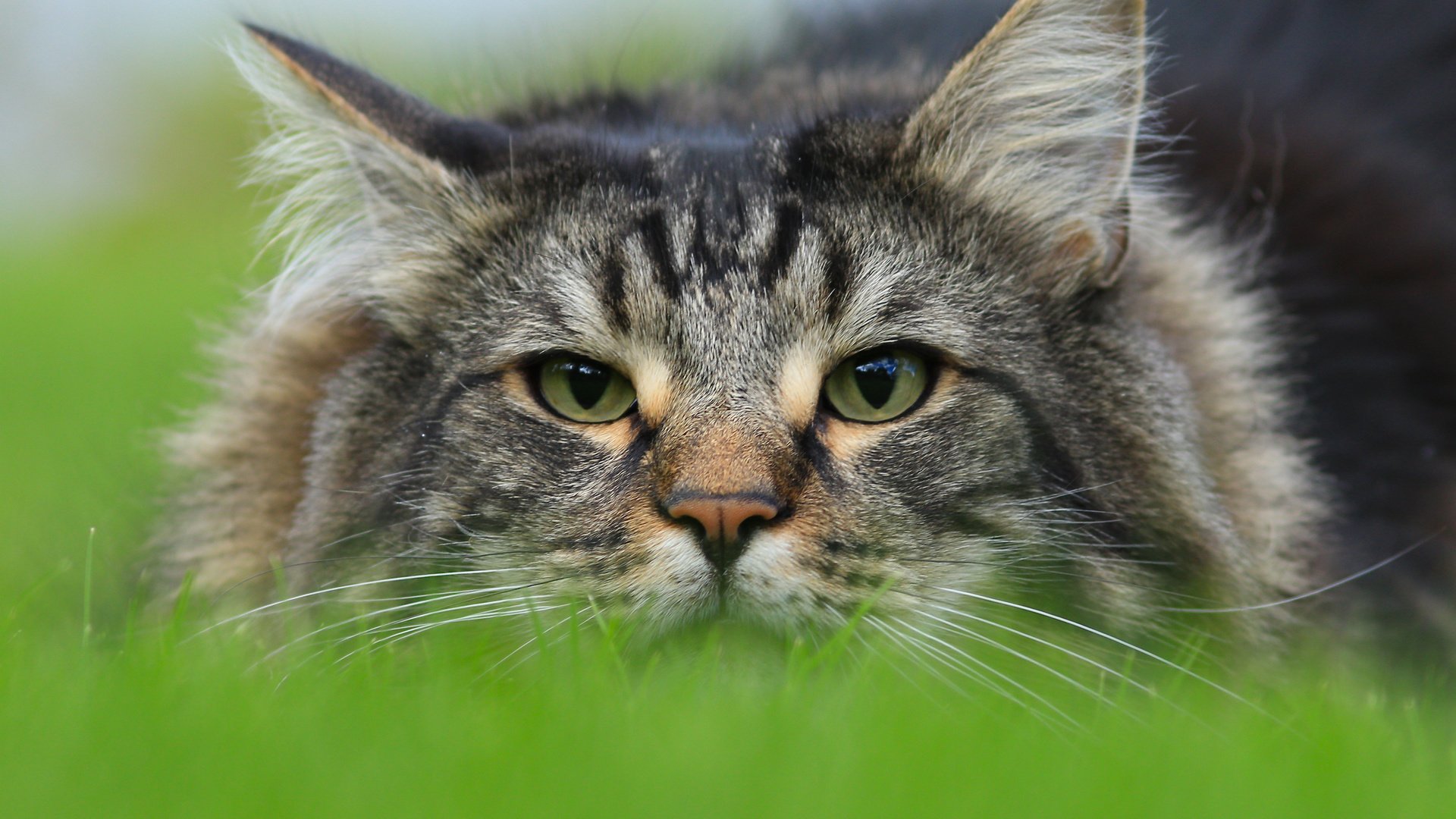 Обои морда, кот, взгляд, норвежская лесная кошка, face, cat, look, norwegian forest cat разрешение 3976x2651 Загрузить