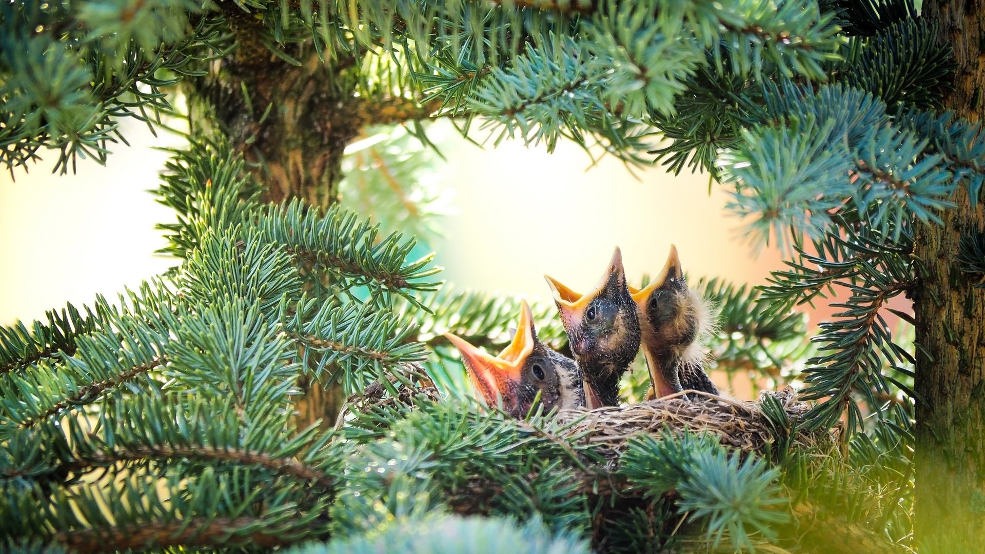 Обои птицы, ель, птенцы, гнездо, еловая ветка, birds, spruce, chicks, socket, spruce branch разрешение 2048x1152 Загрузить