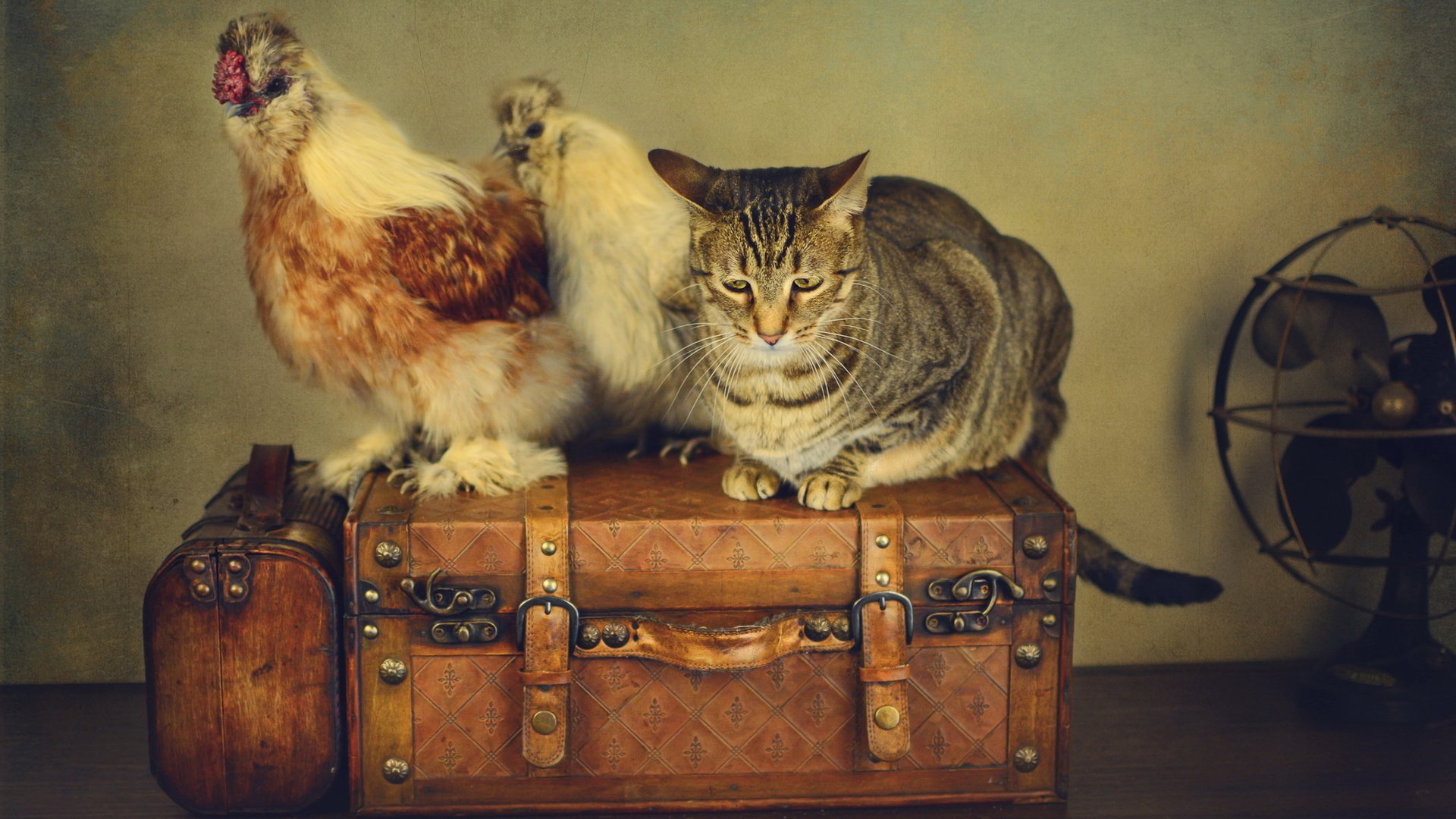 Обои стиль, кот, ретро, кошка, чемоданы, вентилятор, куры, style, cat, retro, suitcases, fan, chickens разрешение 2048x1152 Загрузить