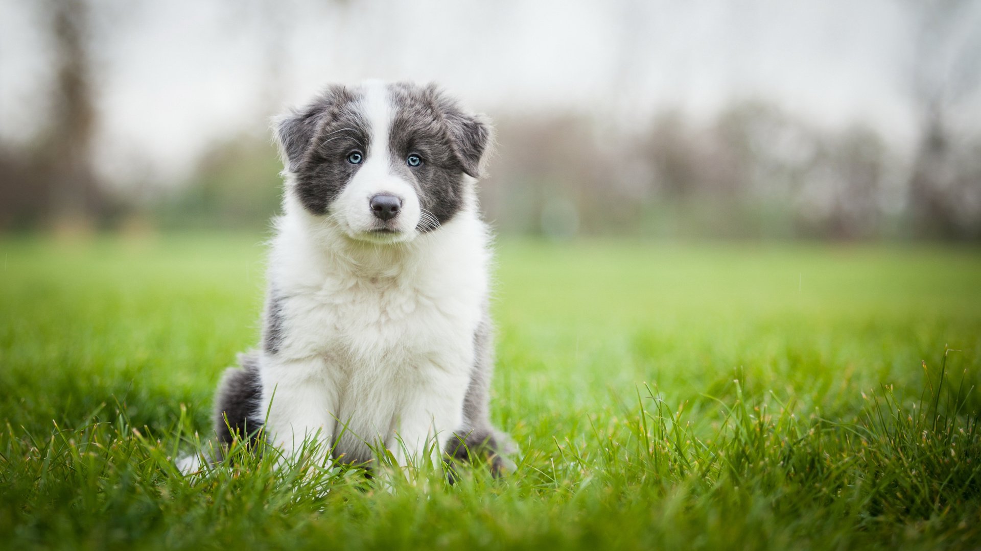 Обои трава, поле, собака, луг, щенок, аусси, серый с белым, grass, field, dog, meadow, puppy, aussie, grey with white разрешение 2048x1152 Загрузить