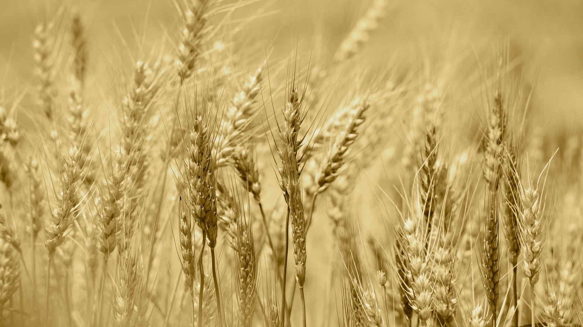 Обои поле, лето, колосья, урожай, рожь, field, summer, ears, harvest, rye разрешение 2048x1367 Загрузить