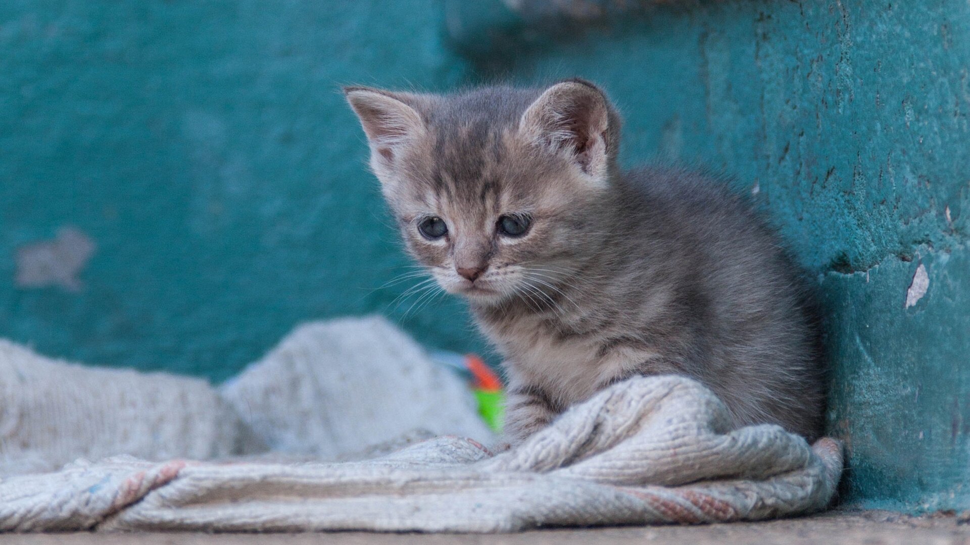 Обои кошка, котенок, малыш, бездомный, cat, kitty, baby, homeless разрешение 1920x1441 Загрузить