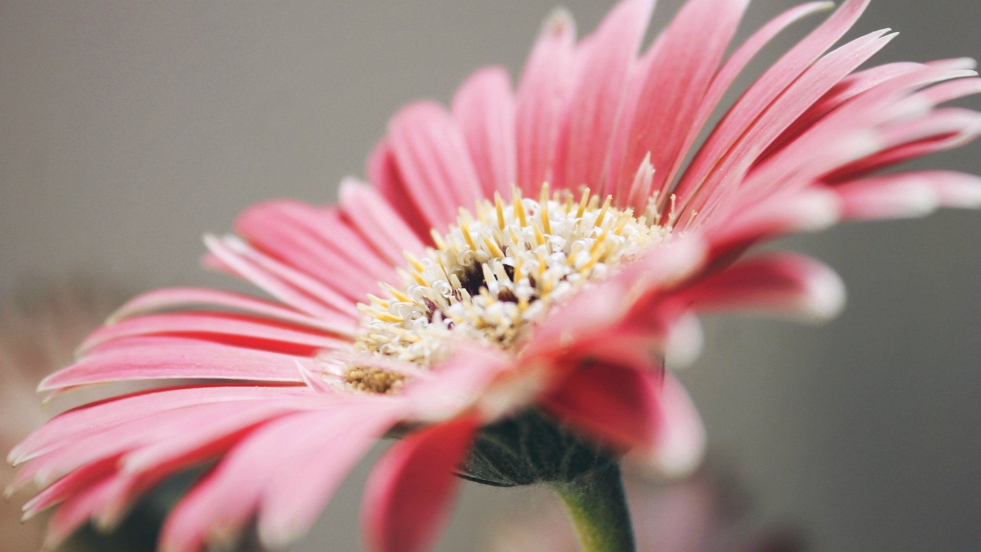 Обои лепестки, розовые, гербера, petals, pink, gerbera разрешение 3318x2212 Загрузить