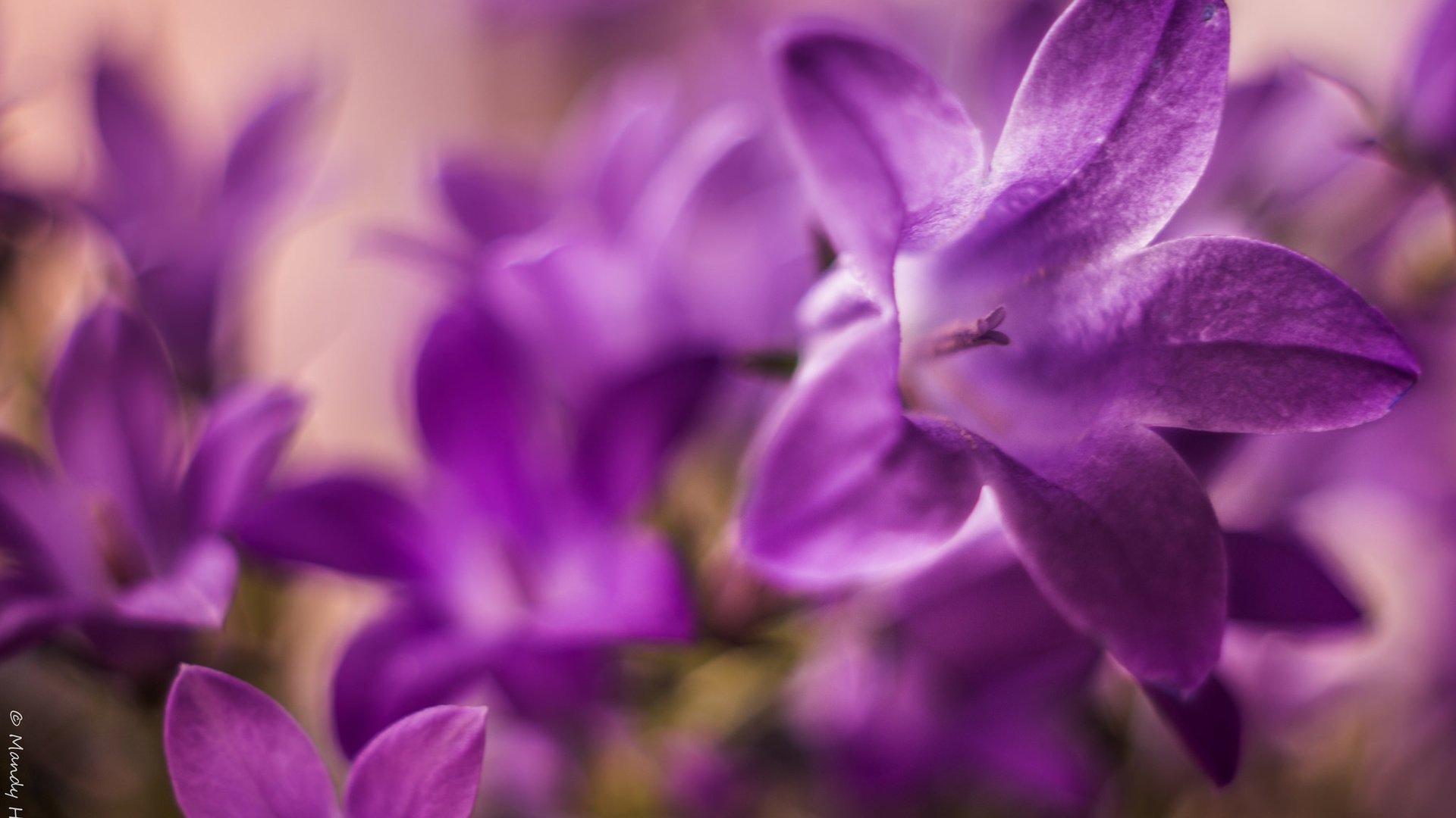 Обои макро, лепестки, колокольчики, macro, petals, bells разрешение 2048x1365 Загрузить