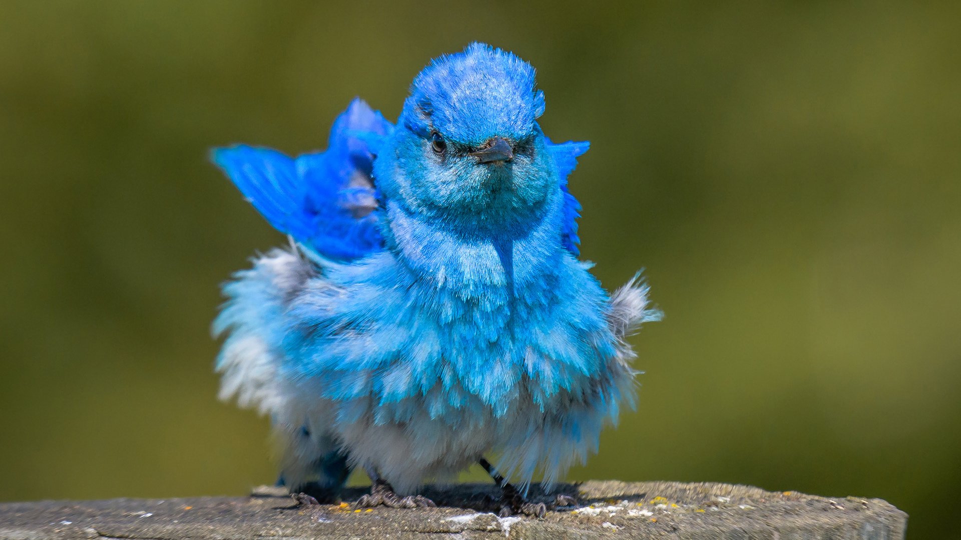 Обои птица, клюв, перья, окрас, голубая сиалия, лазурная птица, bird, beak, feathers, color, blue sialia разрешение 2560x1707 Загрузить