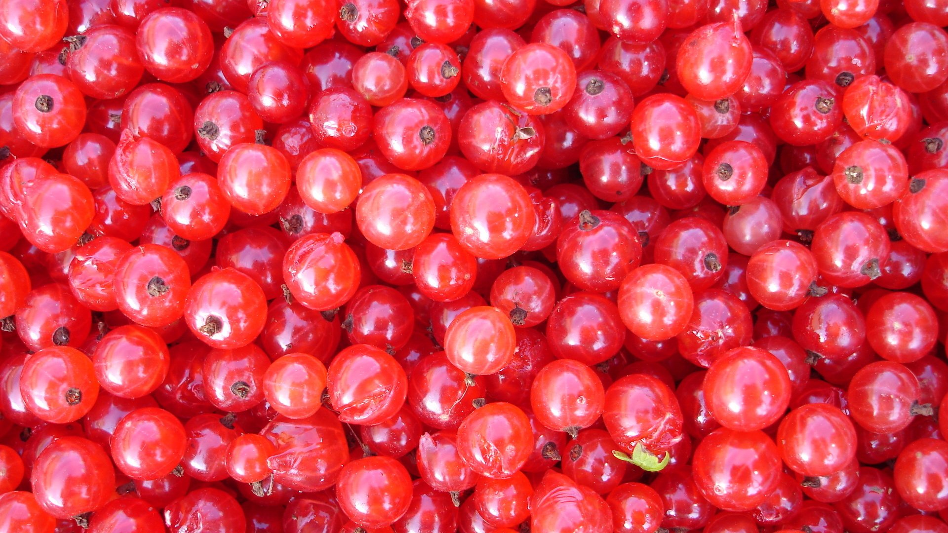 Обои еда, красная, ягоды, смородина, food, red, berries, currants разрешение 2592x1944 Загрузить