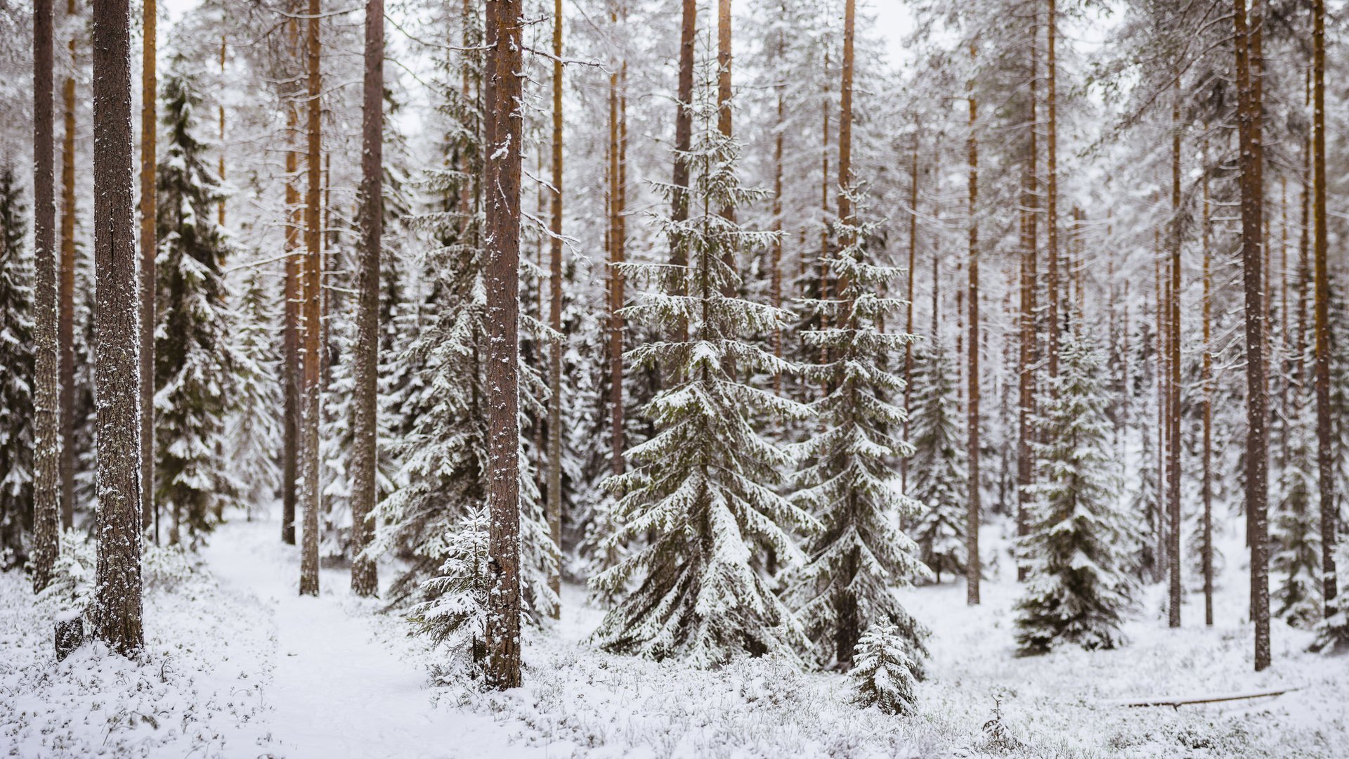 Обои деревья, снег, лес, зима, стволы, тропинка, хвойный лес, trees, snow, forest, winter, trunks, path, coniferous forest разрешение 2048x1152 Загрузить