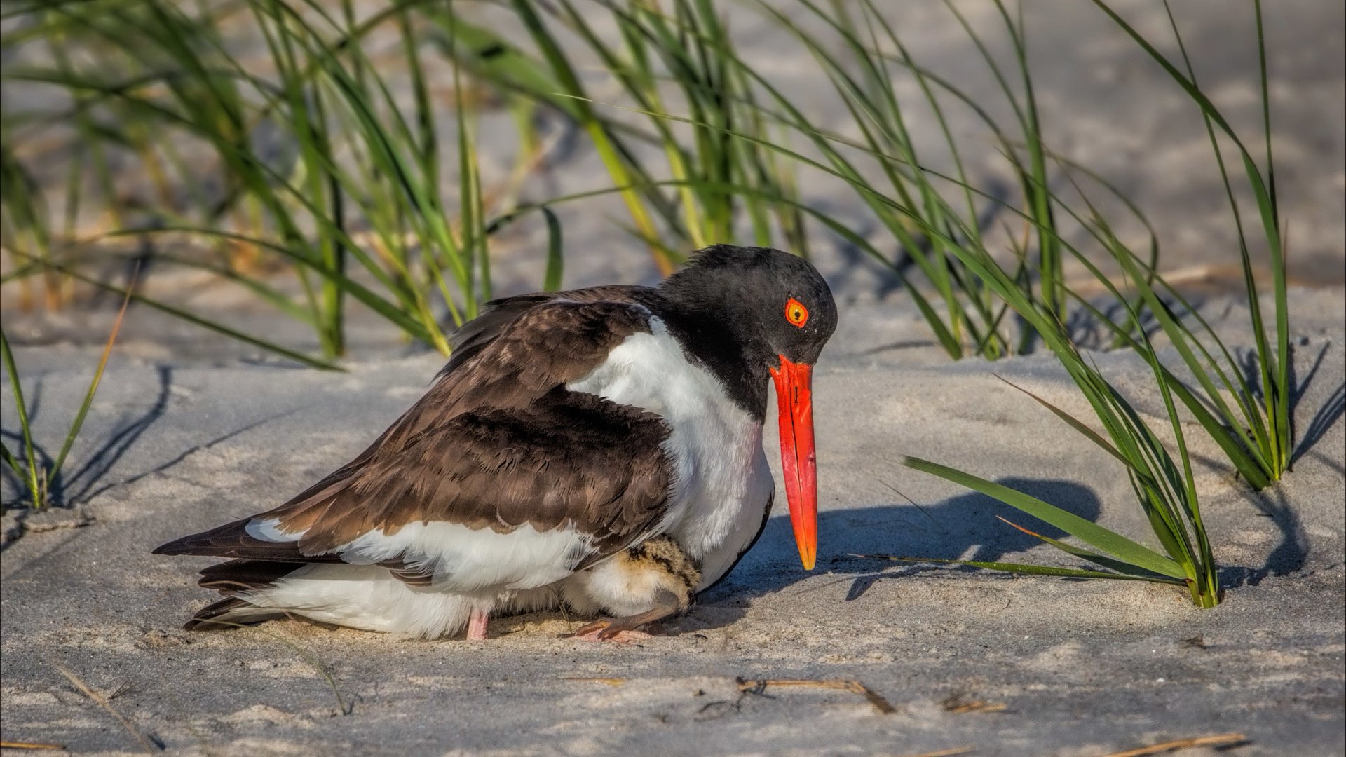 Обои трава, снег, песок, птица, клюв, кулик-сорока, grass, snow, sand, bird, beak, oystercatcher разрешение 2622x1577 Загрузить