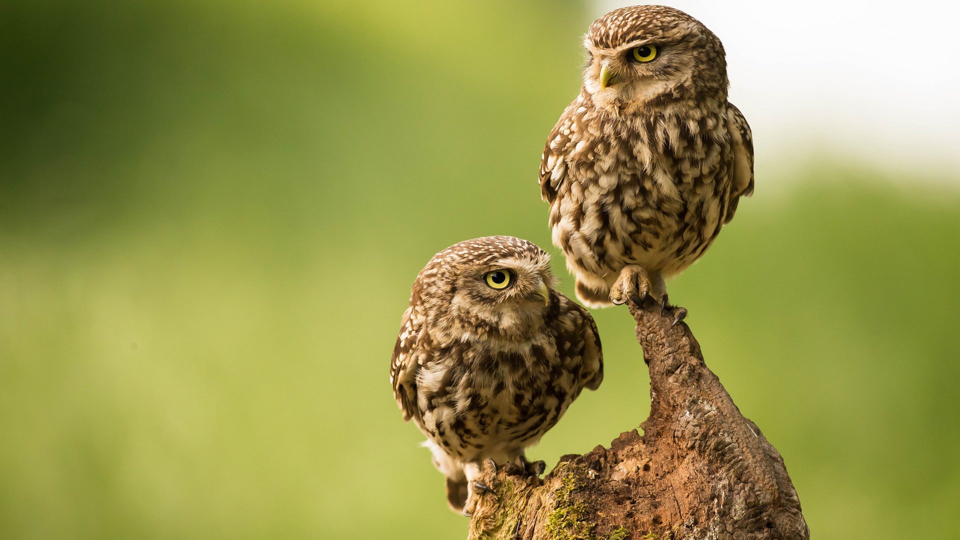 Обои сова, птицы, парочка, коряга, сыч, домовый сыч, сычи, owl, birds, a couple, snag, the little owl, owls разрешение 2048x1338 Загрузить