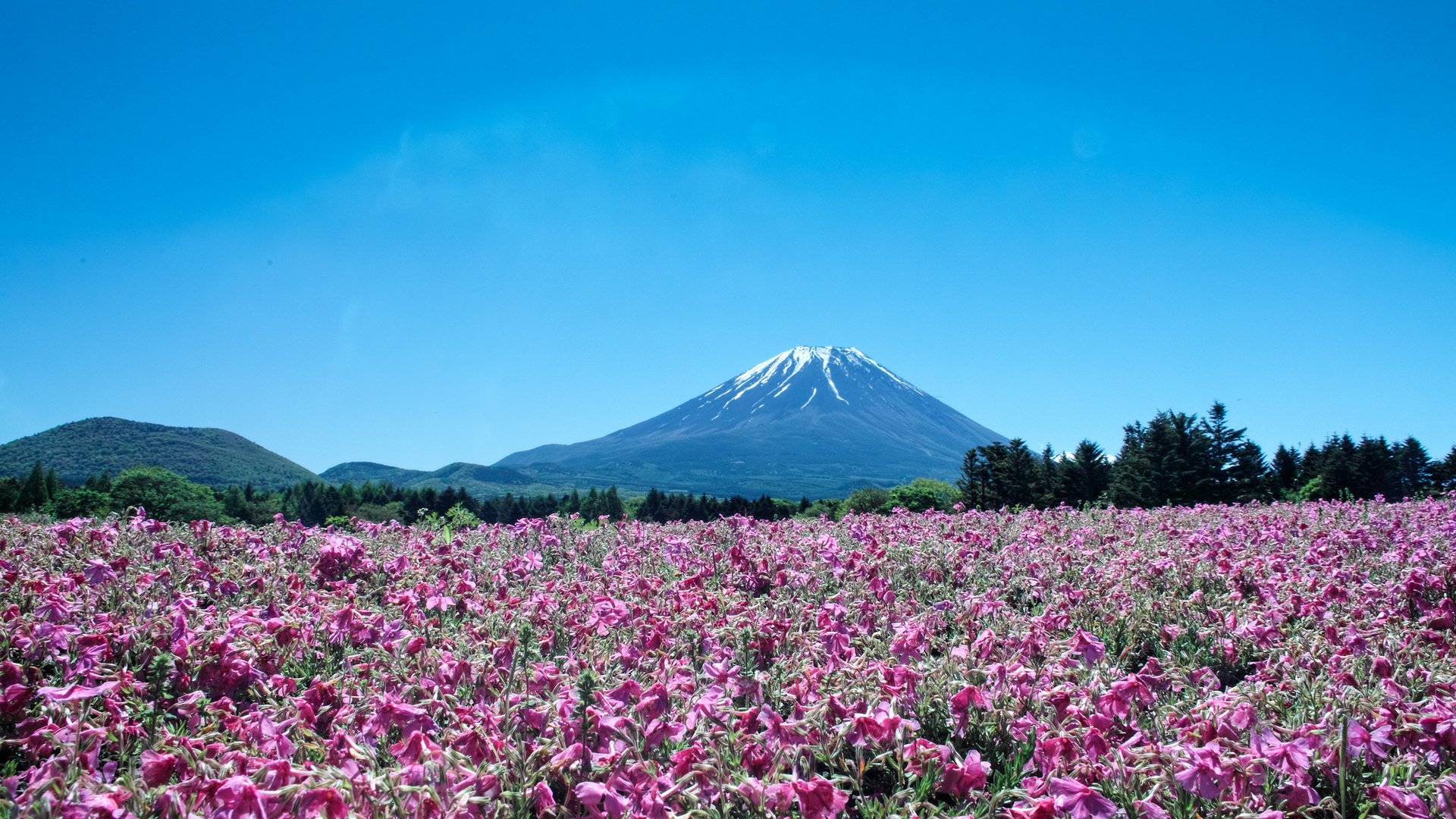 Обои цветы, пейзаж, гора, япония, вулкан, фуджи, flowers, landscape, mountain, japan, the volcano, fuji разрешение 2048x1365 Загрузить