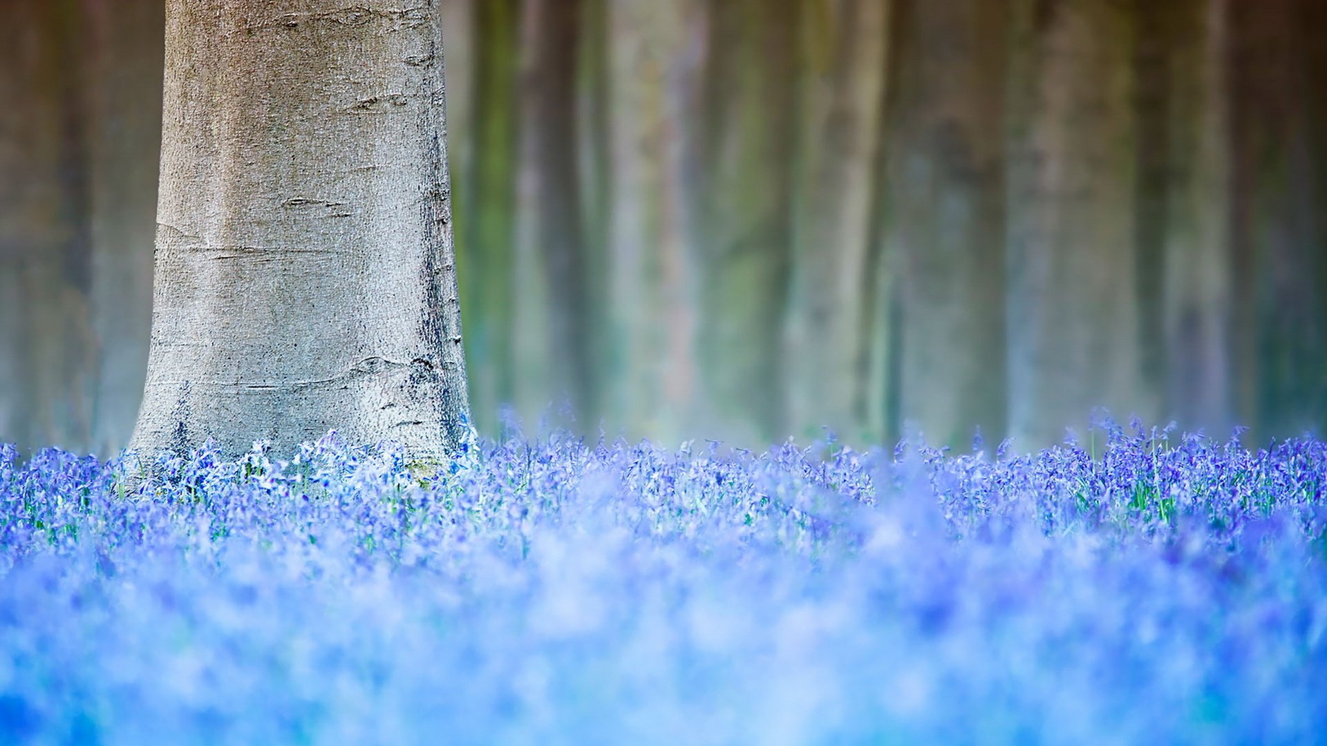 Обои цветы, дерево, весна, flowers, tree, spring разрешение 1920x1280 Загрузить