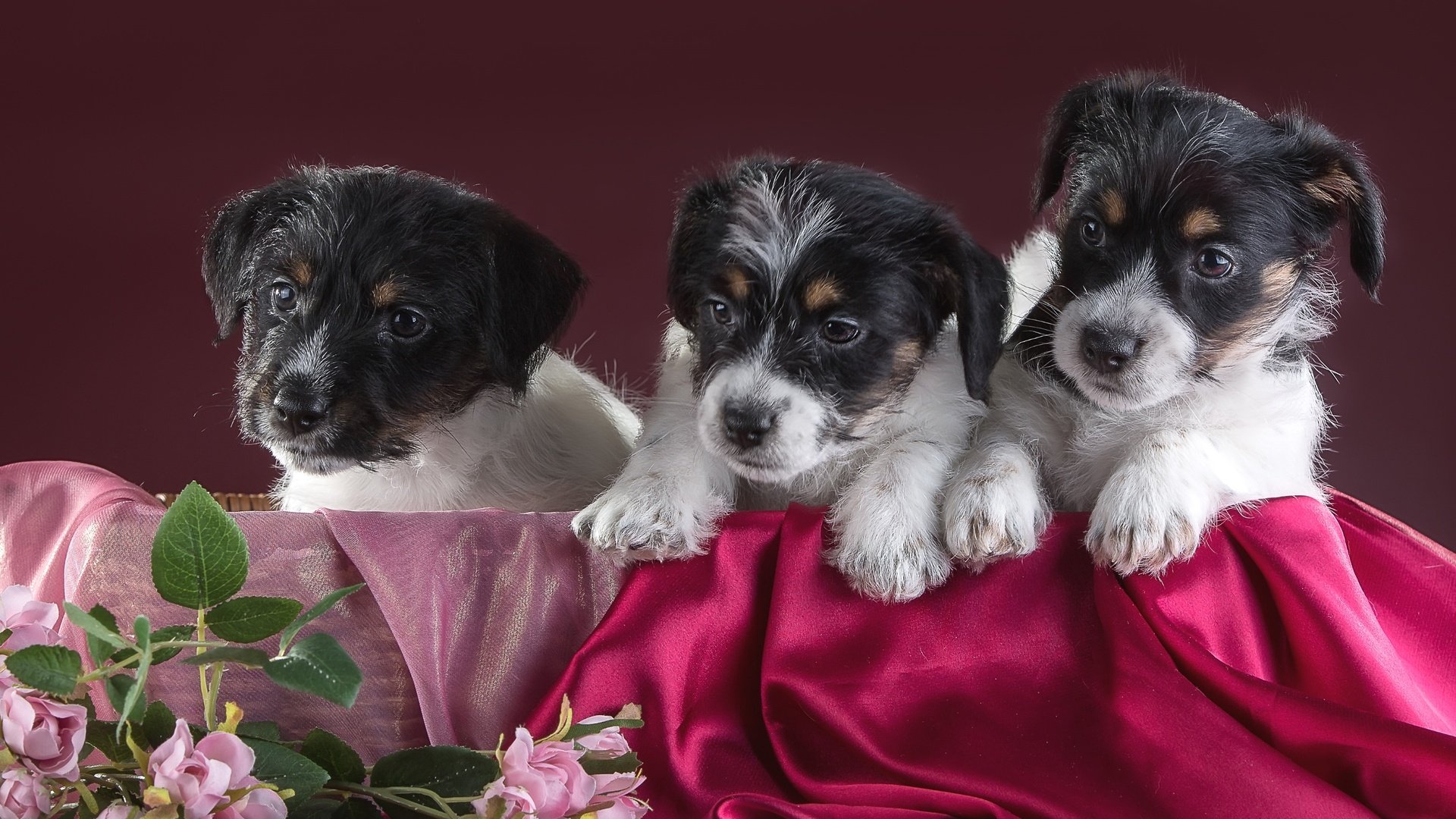 Обои цветы, щенки, трио, джек-рассел-терьер, flowers, puppies, trio, jack russell terrier разрешение 3000x1982 Загрузить