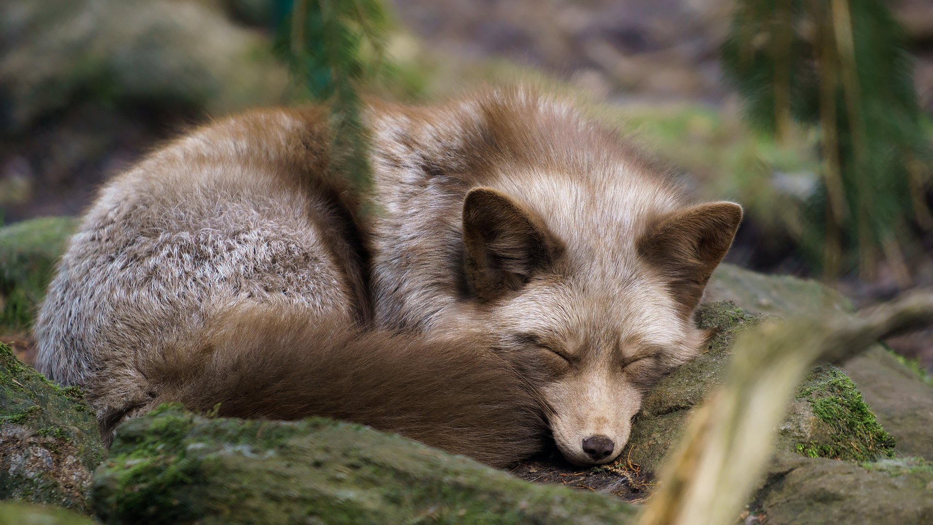 Обои природа, фон, сон, лиса, лисица, хвост, nature, background, sleep, fox, tail разрешение 2048x1365 Загрузить