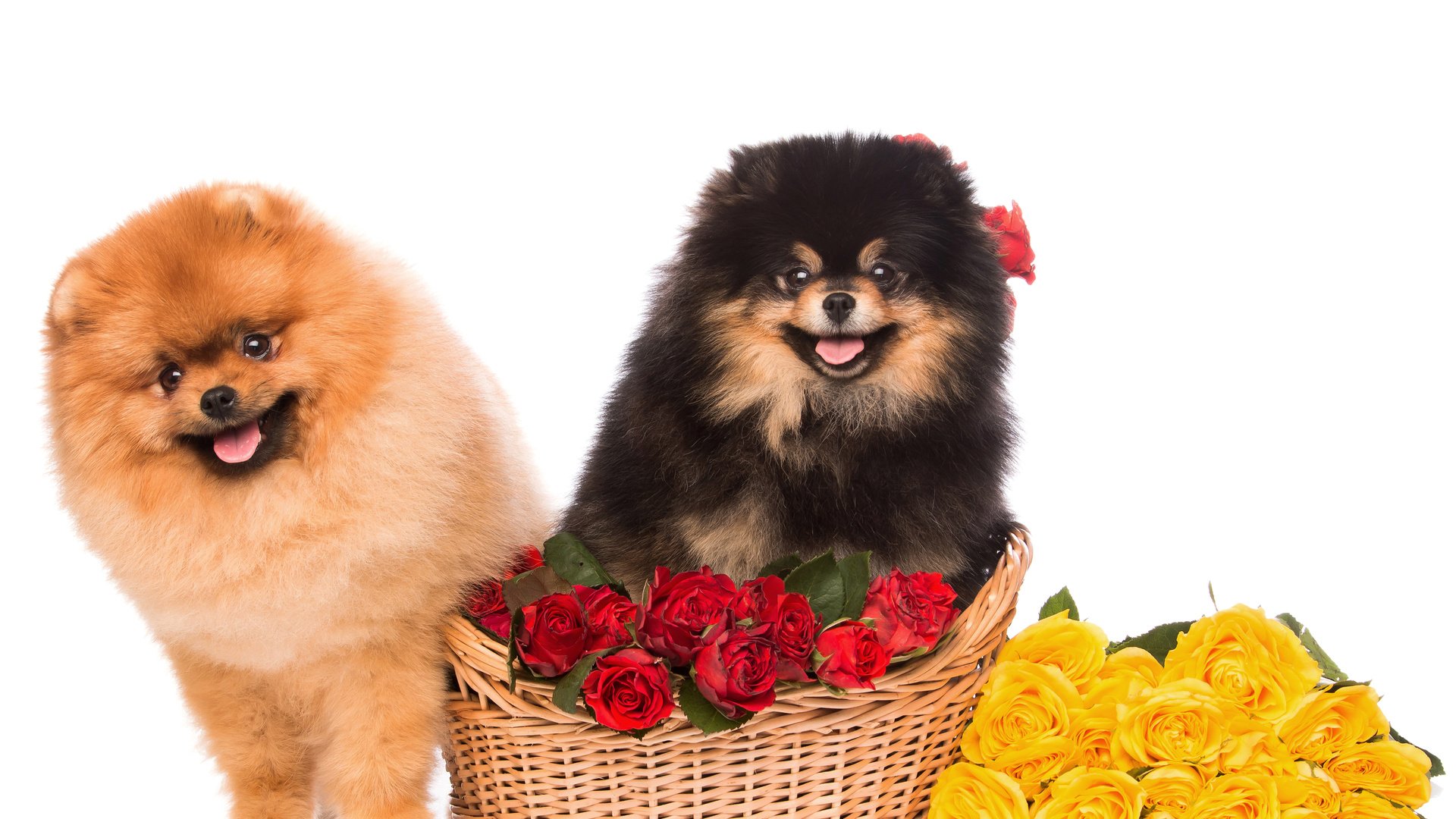 Обои цветы, розы, взгляд, пушистые, корзина, песики, шпиц, flowers, roses, look, fluffy, basket, dogs, spitz разрешение 4500x3000 Загрузить