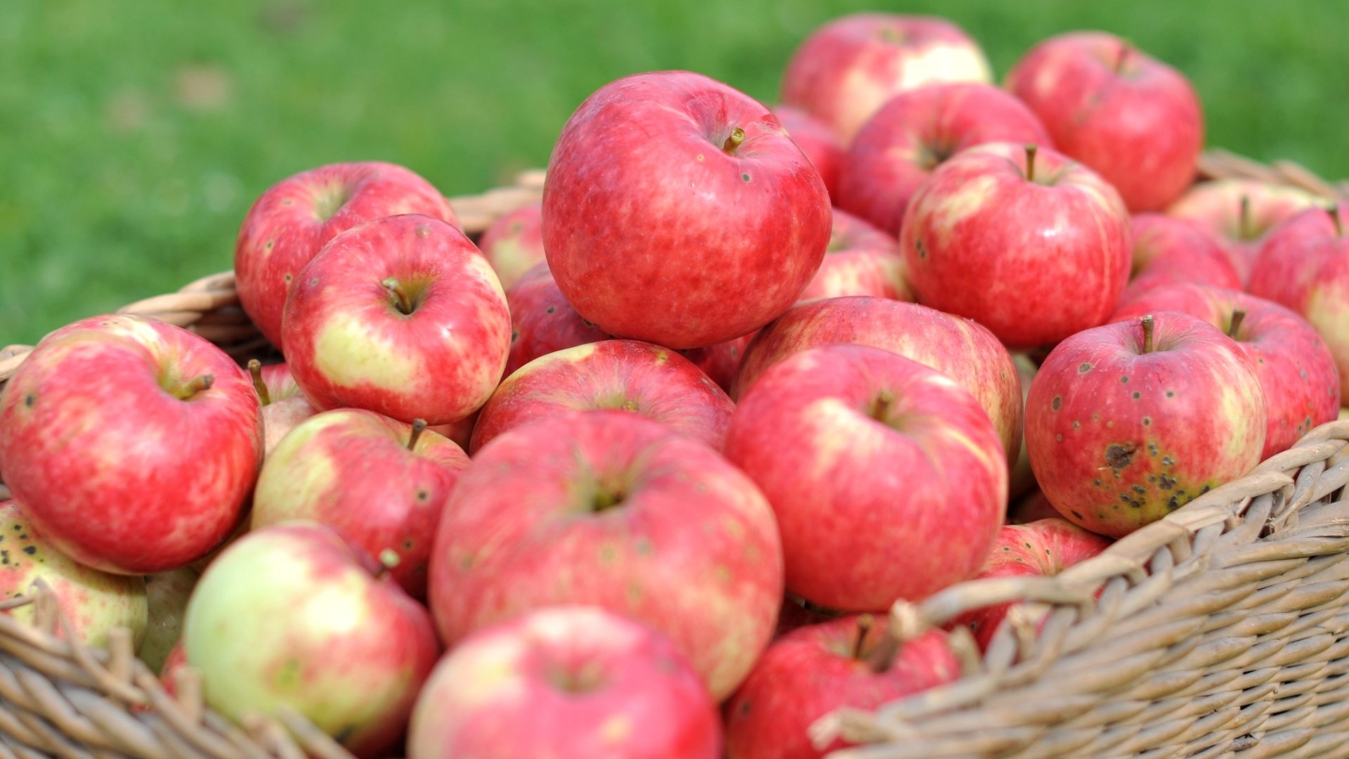 Обои макро, фрукты, яблоки, корзина, урожай, macro, fruit, apples, basket, harvest разрешение 2400x1594 Загрузить