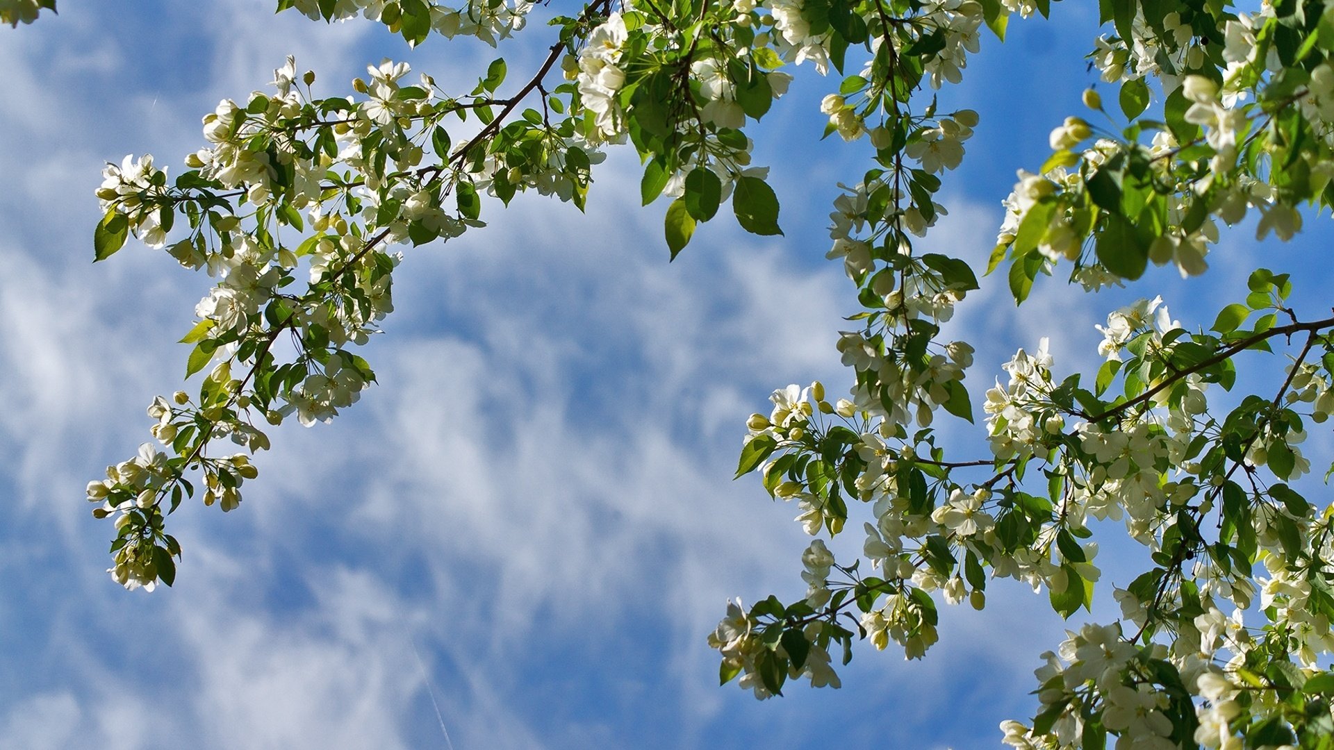 Обои небо, ветки, весна, яблоня, the sky, branches, spring, apple разрешение 1920x1278 Загрузить