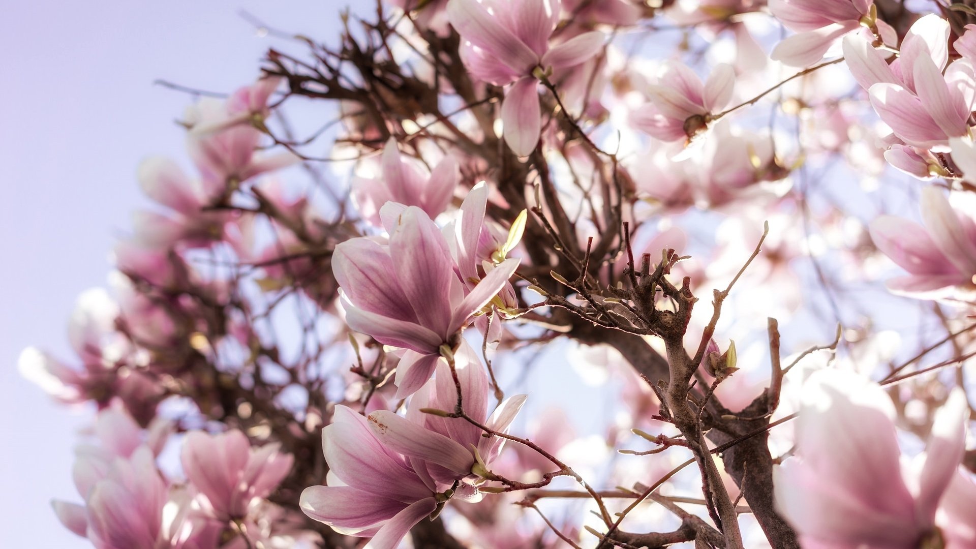 Обои цветы, дерево, цветение, весна, розовые, магнолия, flowers, tree, flowering, spring, pink, magnolia разрешение 2048x1367 Загрузить