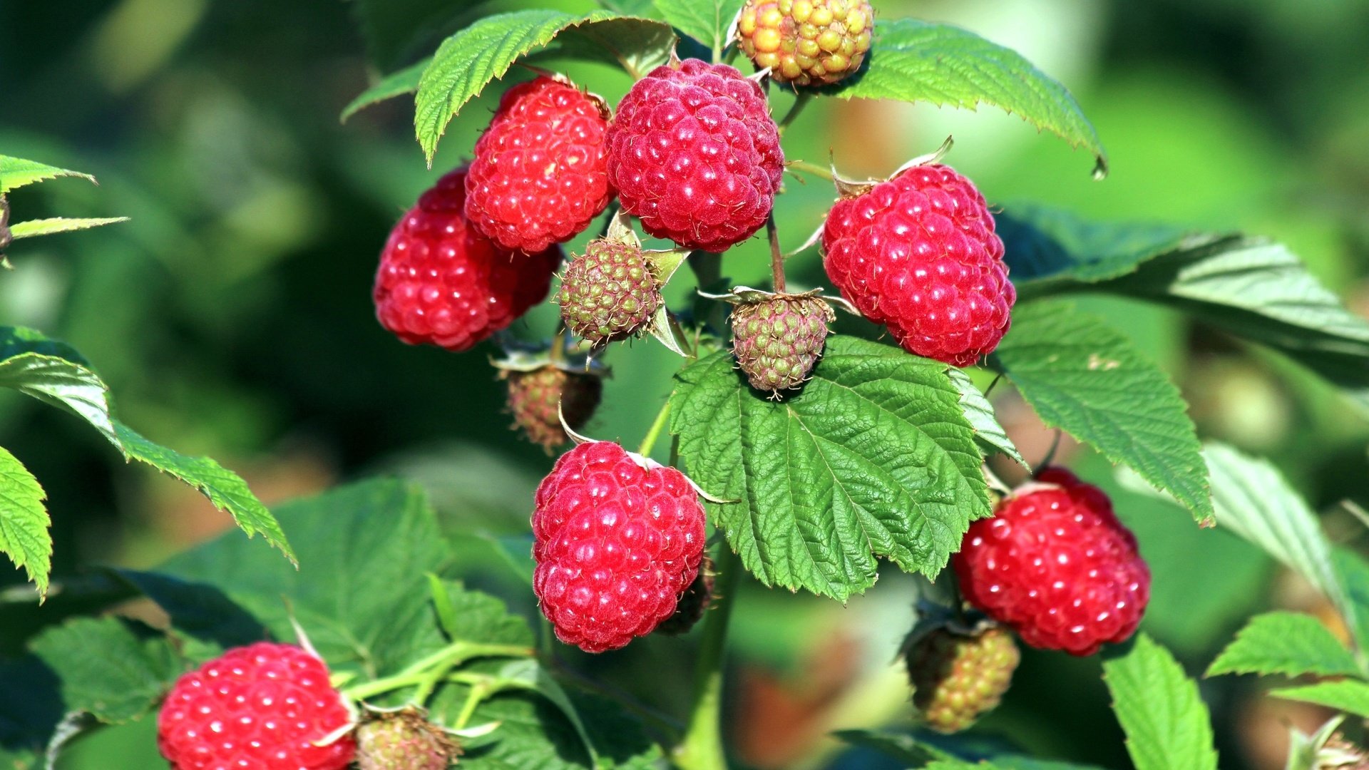 Обои малина, лето, ягоды, куст, raspberry, summer, berries, bush разрешение 2400x1600 Загрузить