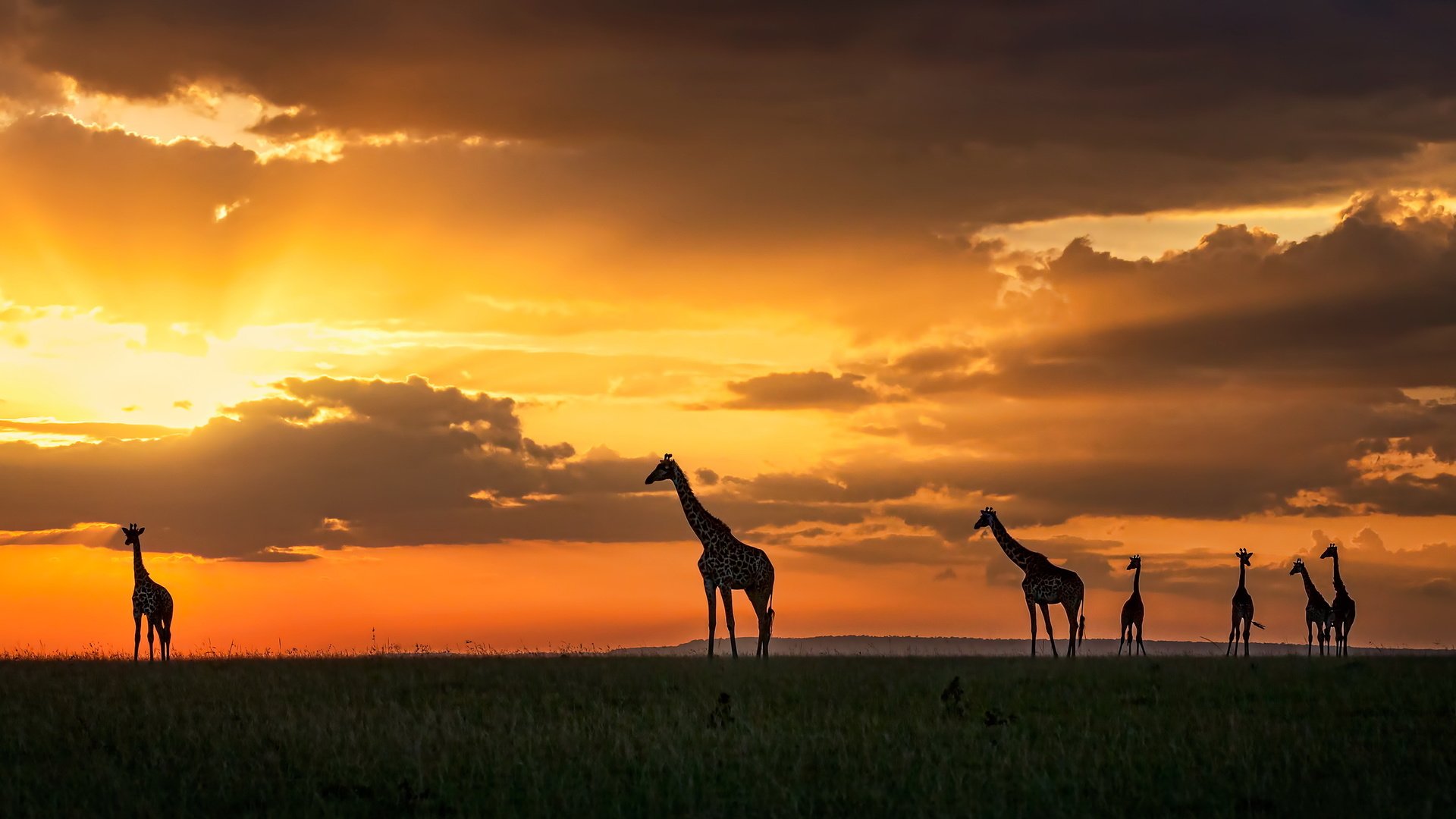 Обои закат, жирафы, кения, масаи мара, sunset, giraffes, kenya, masai mara разрешение 3200x1696 Загрузить